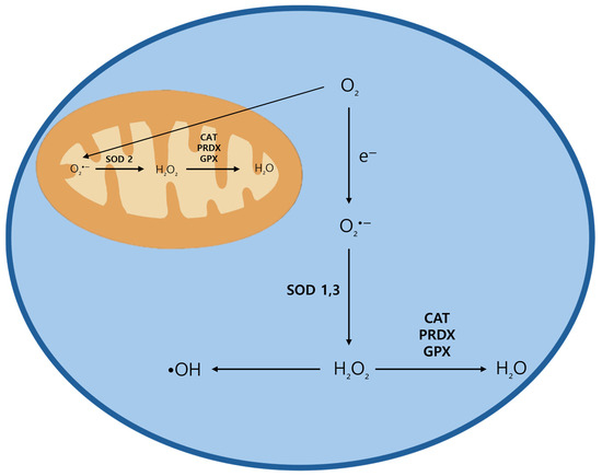 Oxidative Stress and Cancer Therapy: Controlling Cancer Cells
