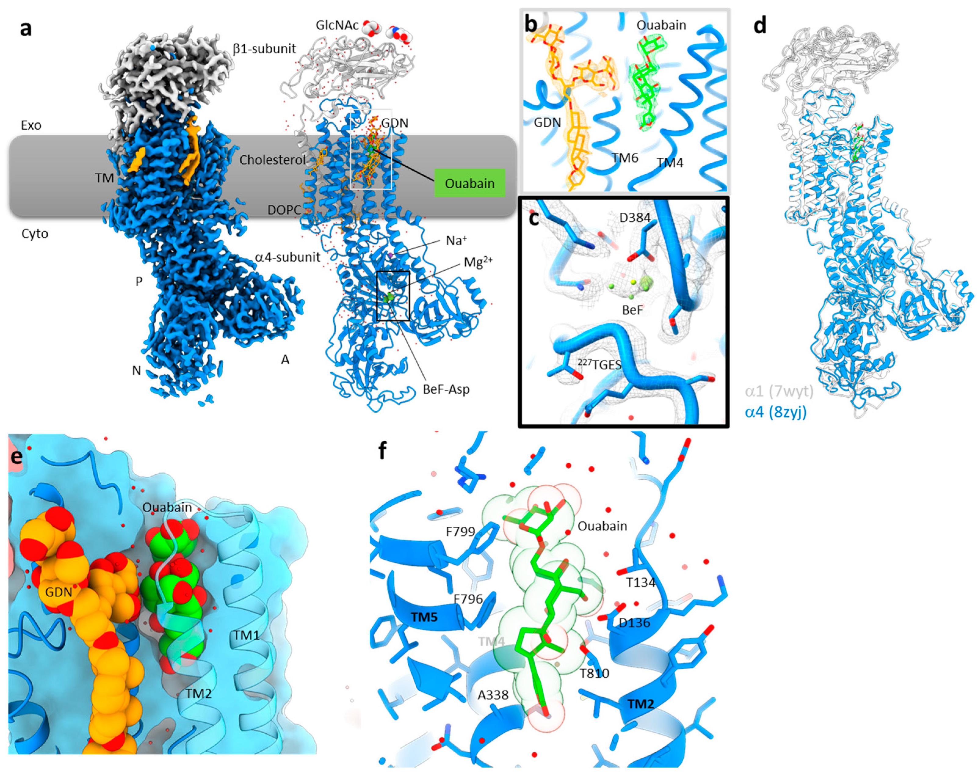 Ijms 25 12397 g001 Ijms 25 12397 g001