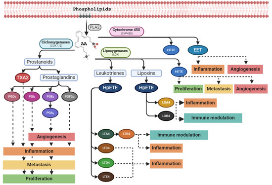 phospholipase c signaling pathway and lipid mediators Mammalian PI-Phospholipase Isozymes: Structural Functional Insights and Roles in Health and Disease Phospholipase C - an overview