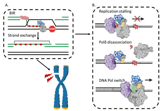 POLD3 as Controller of Replicative DNA Repair