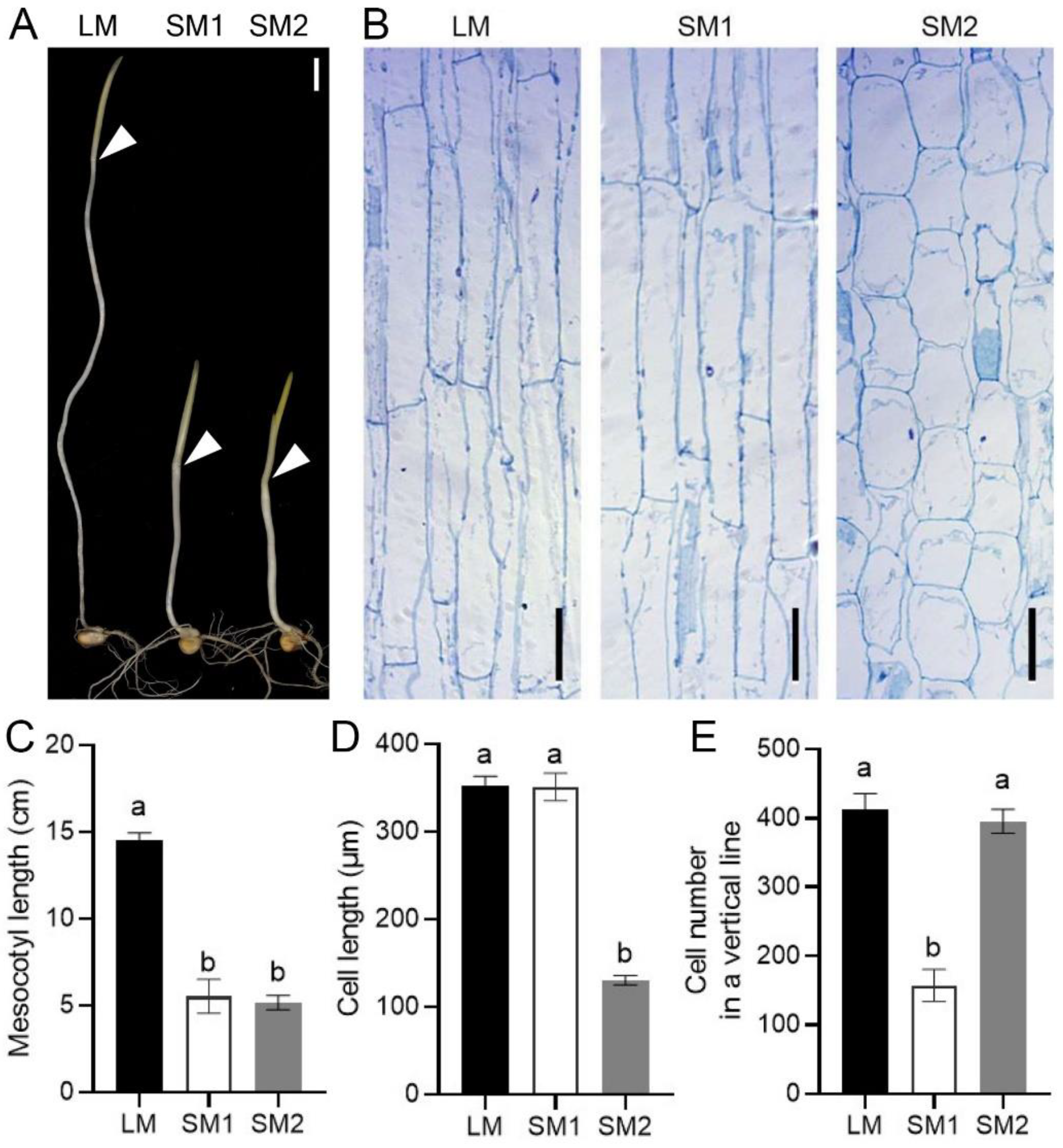 Ijms 25 12437 g001 Ijms 25 12437 g001