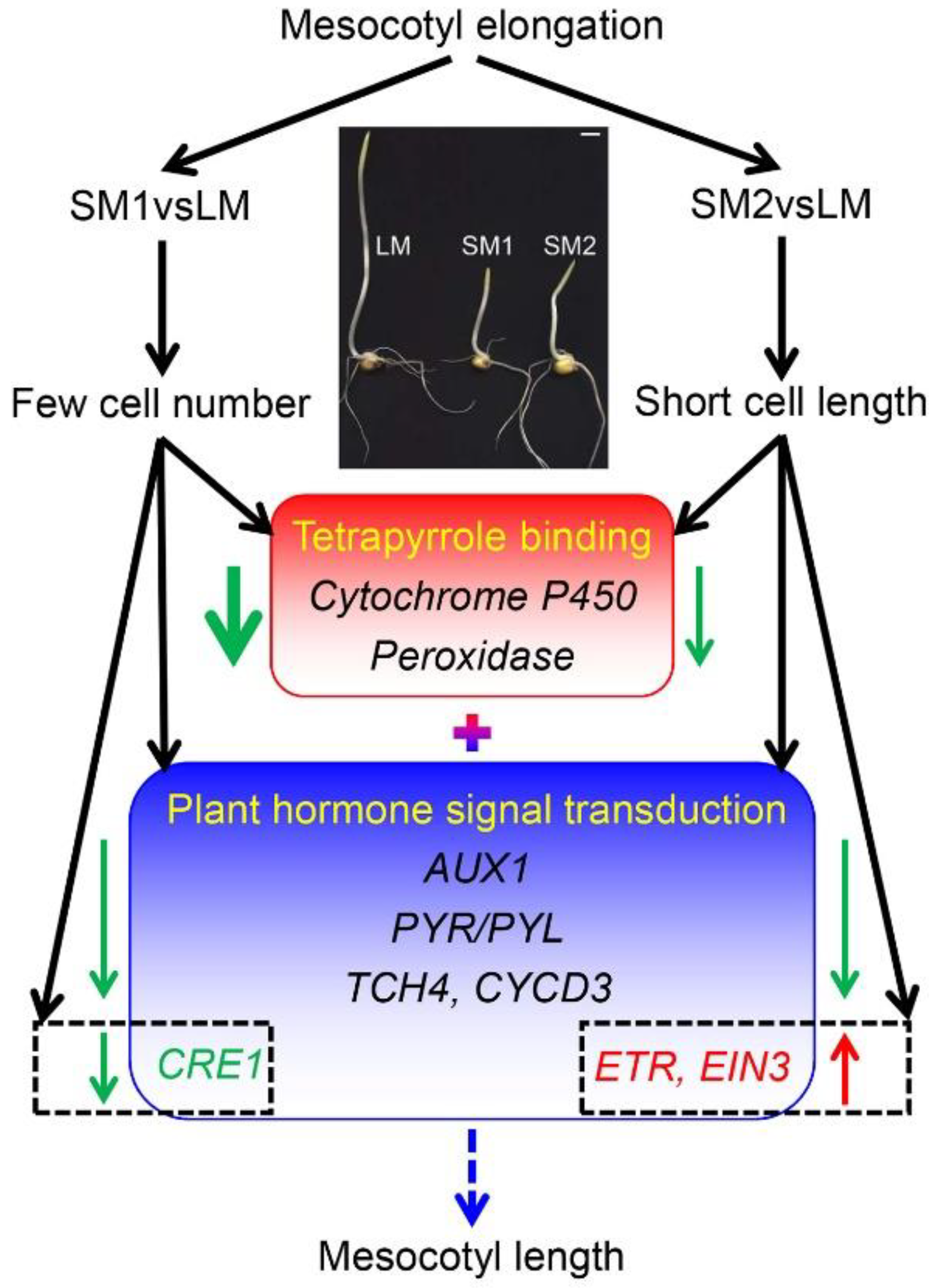 Ijms 25 12437 g007 Ijms 25 12437 g007