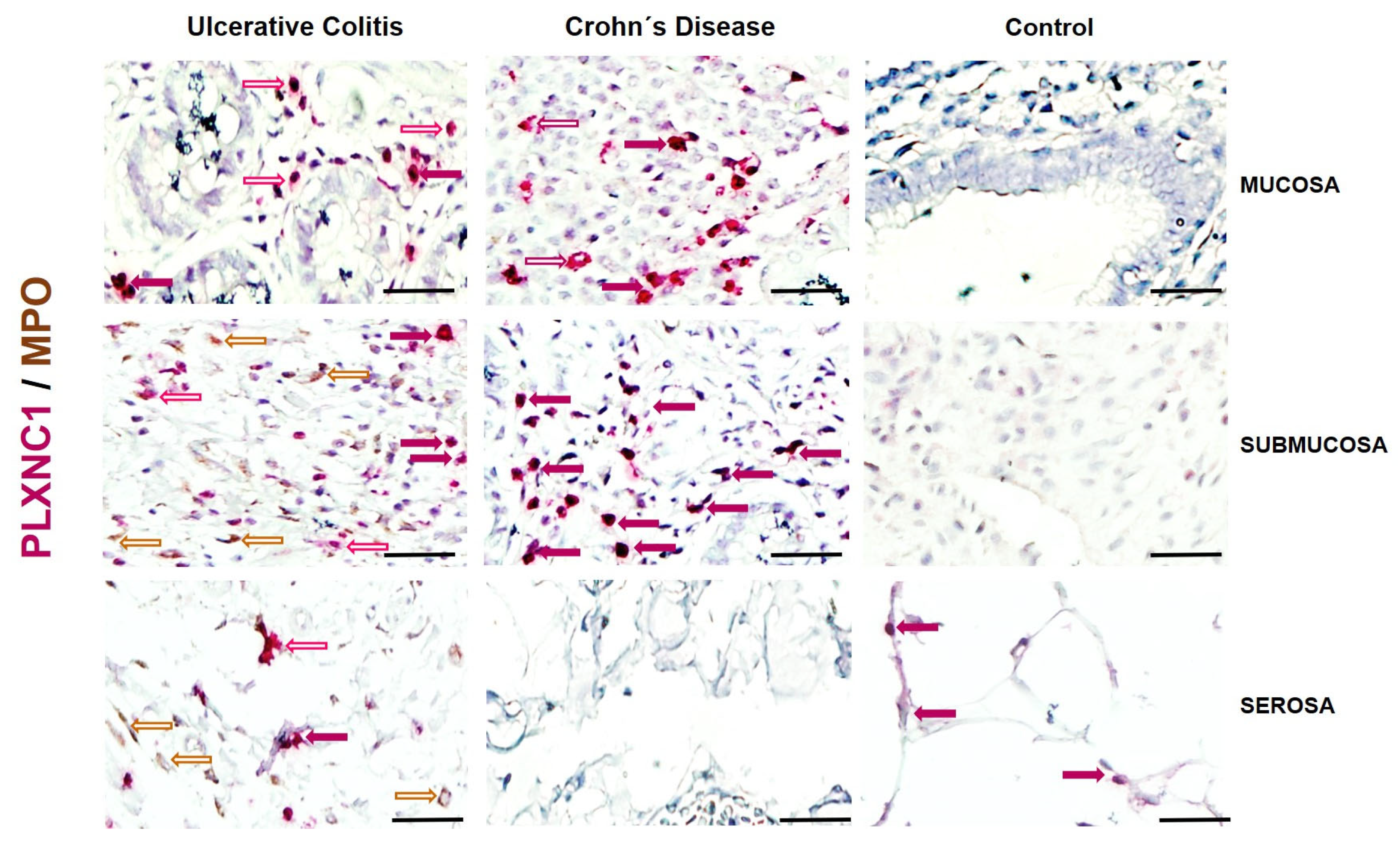 Ijms 25 12442 g005 Ijms 25 12442 g005