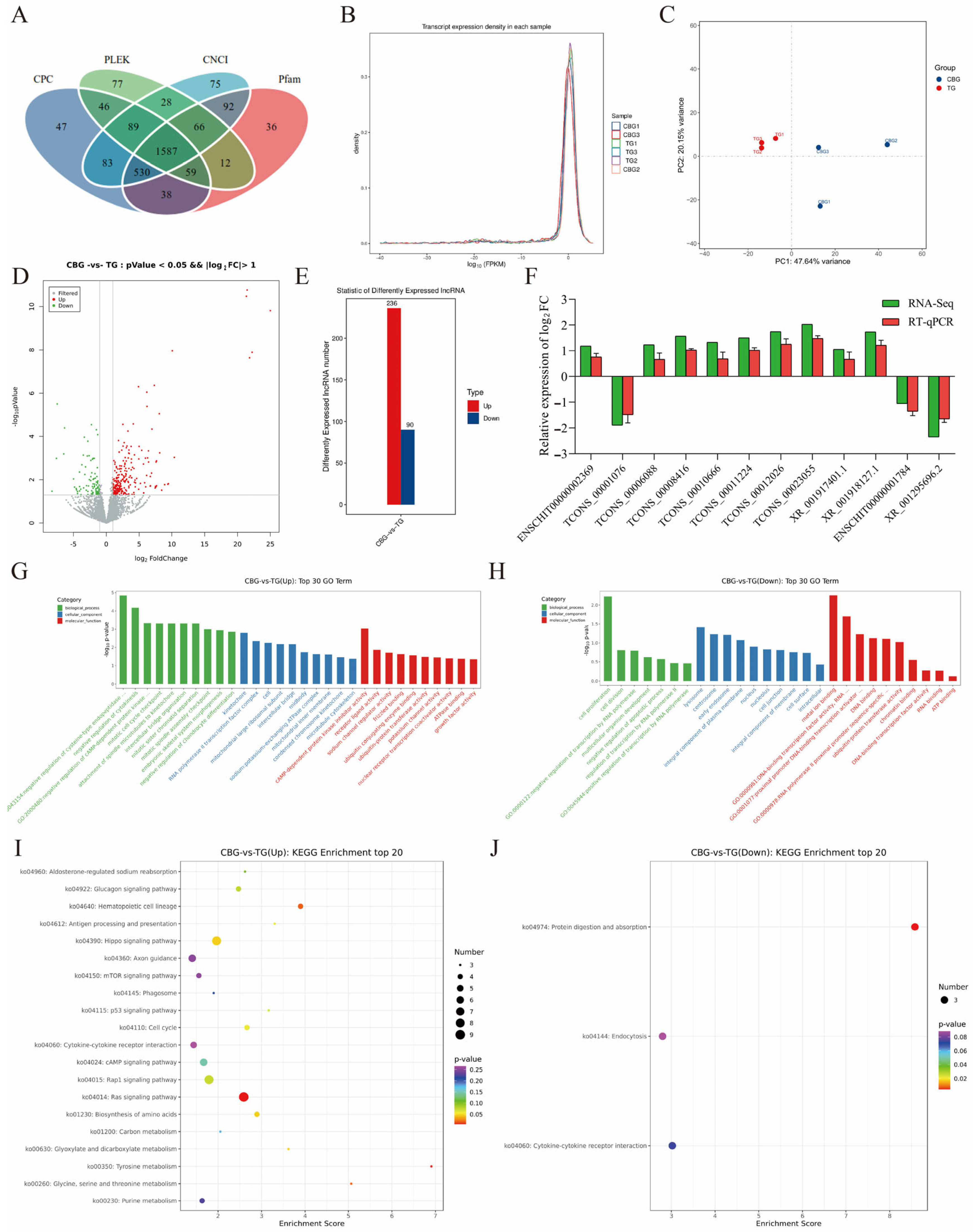 Ijms 25 12466 g004 Ijms 25 12466 g004