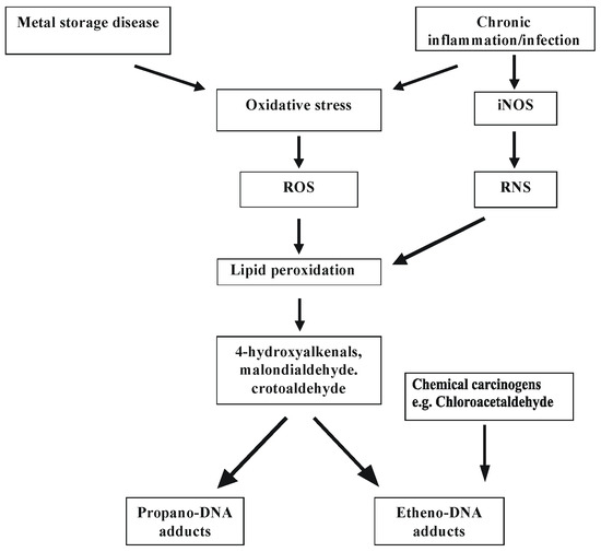 Effect of Oxidative Stress on Mitochondrial Damage and Repair in Heart  Disease and Ischemic Events