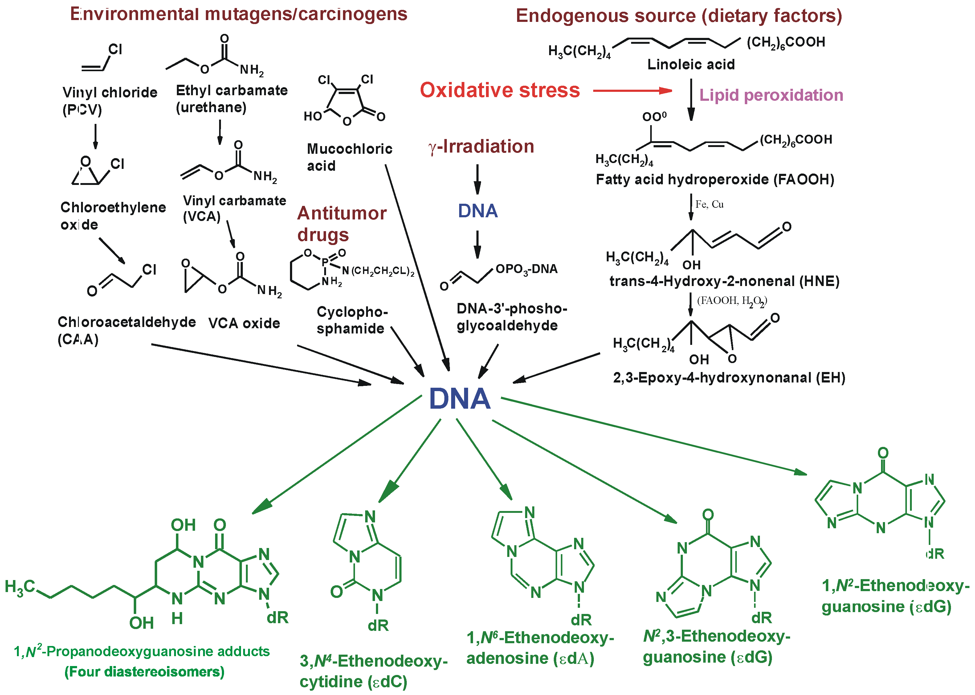 Ijms 25 12467 g004 Ijms 25 12467 g004