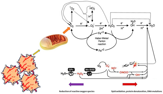 eiki  Effect of Oxidative Stress on Mitochondrial Damage and