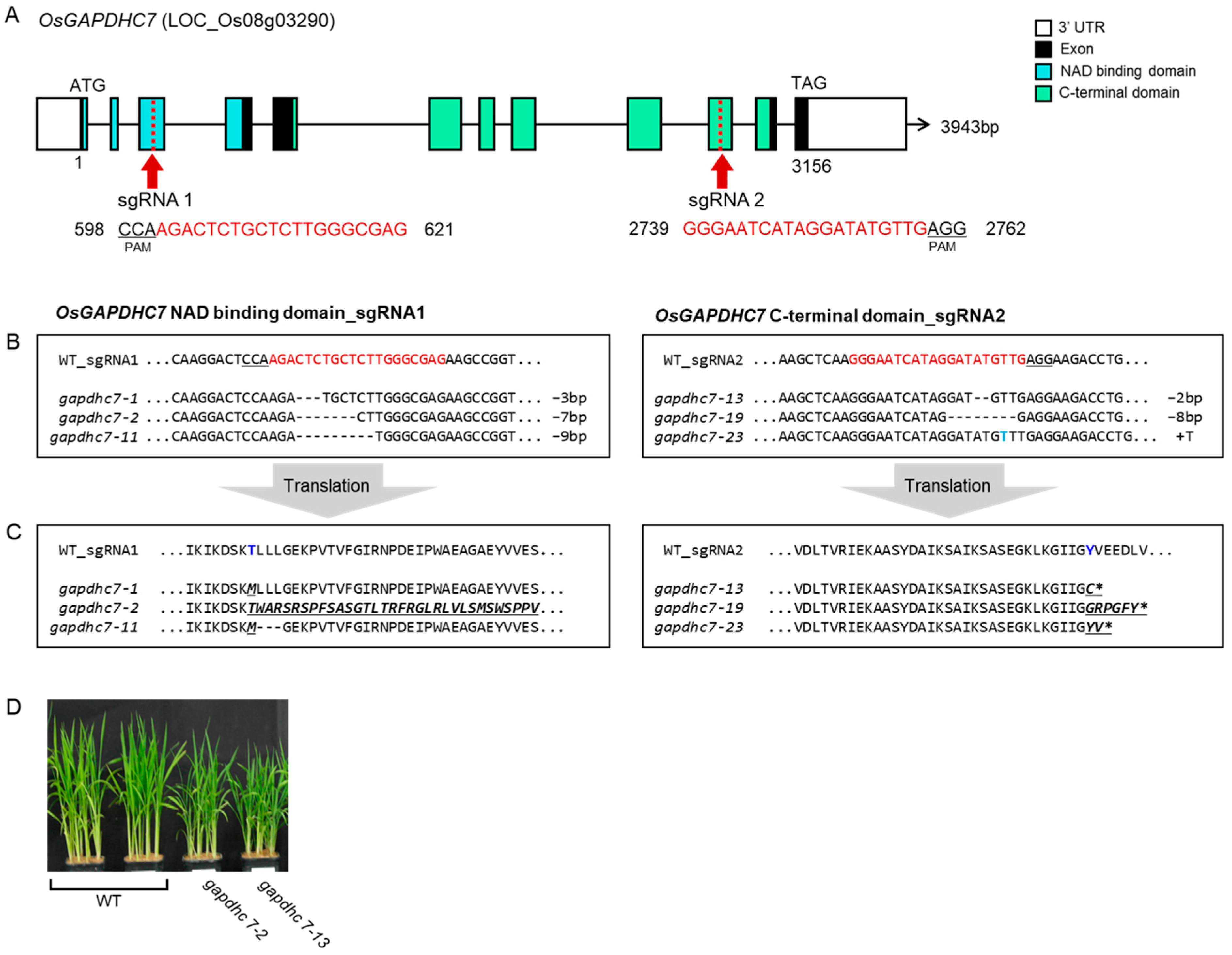 Ijms 25 12470 g003 Ijms 25 12470 g003