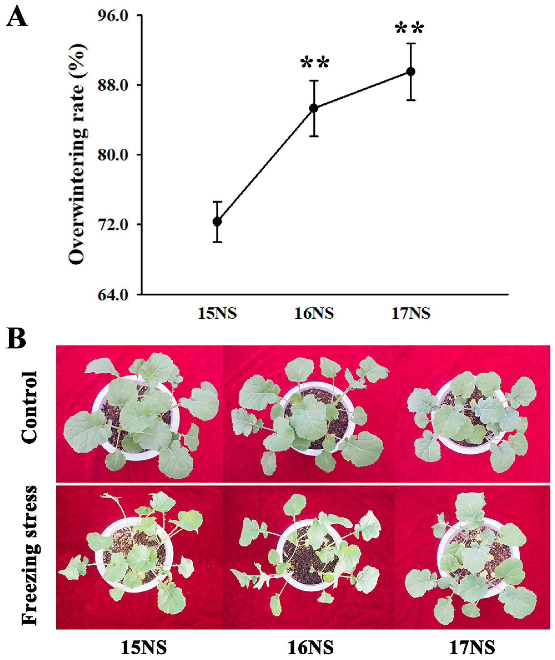 Genome-Wide Identification of Freezing-Responsive Genes in a Rapeseed Line  NTS57 Tolerant to Low-Temperature