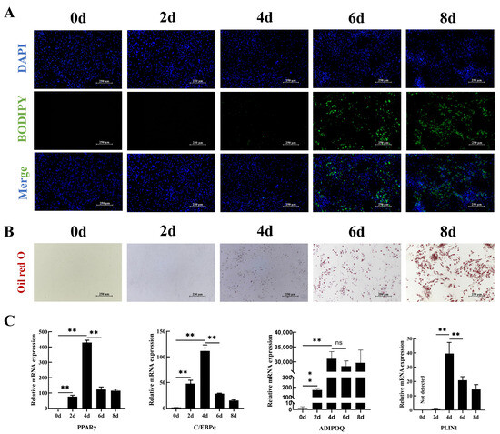 Integration of ATAC-Seq and RNA-Seq Reveals VDR–SELENBP1 Axis