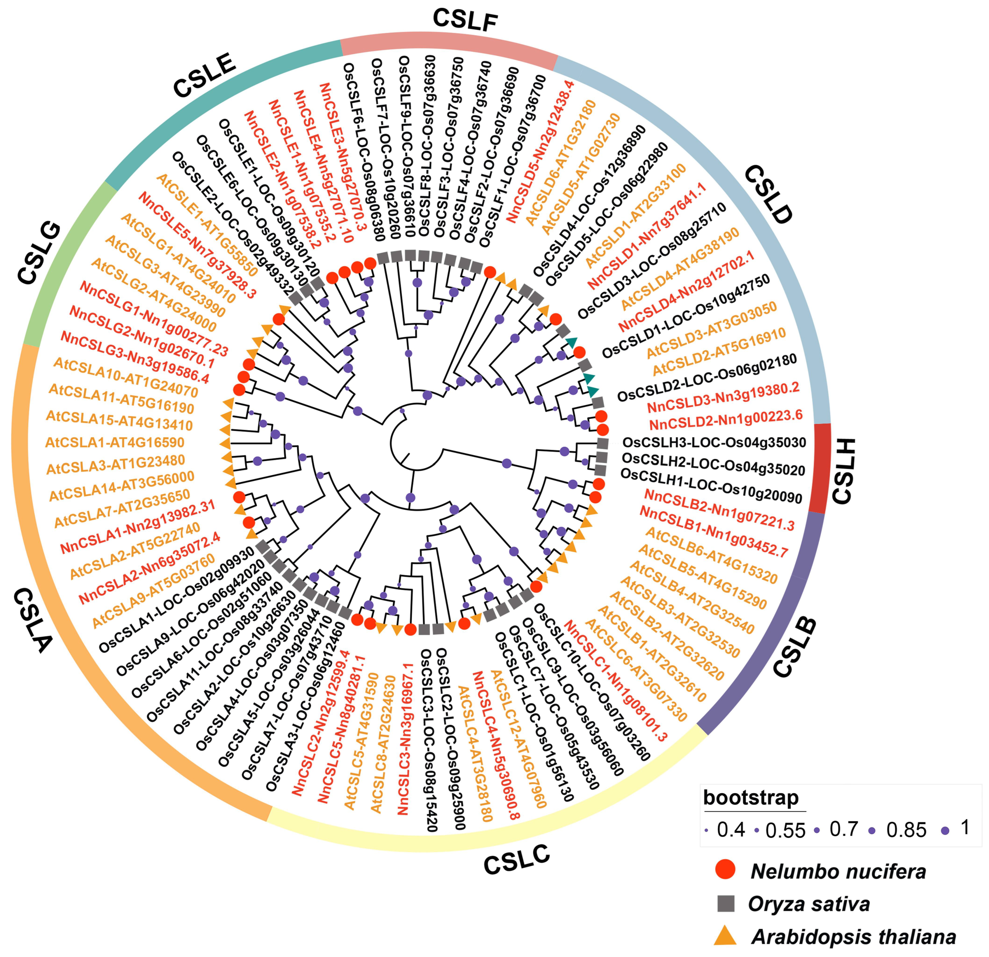 Genome-Wide Analysis of CSL Family Genes Involved in Petiole