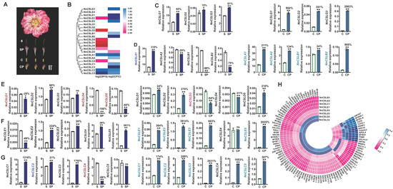 Genome-Wide Analysis of CSL Family Genes Involved in Petiole