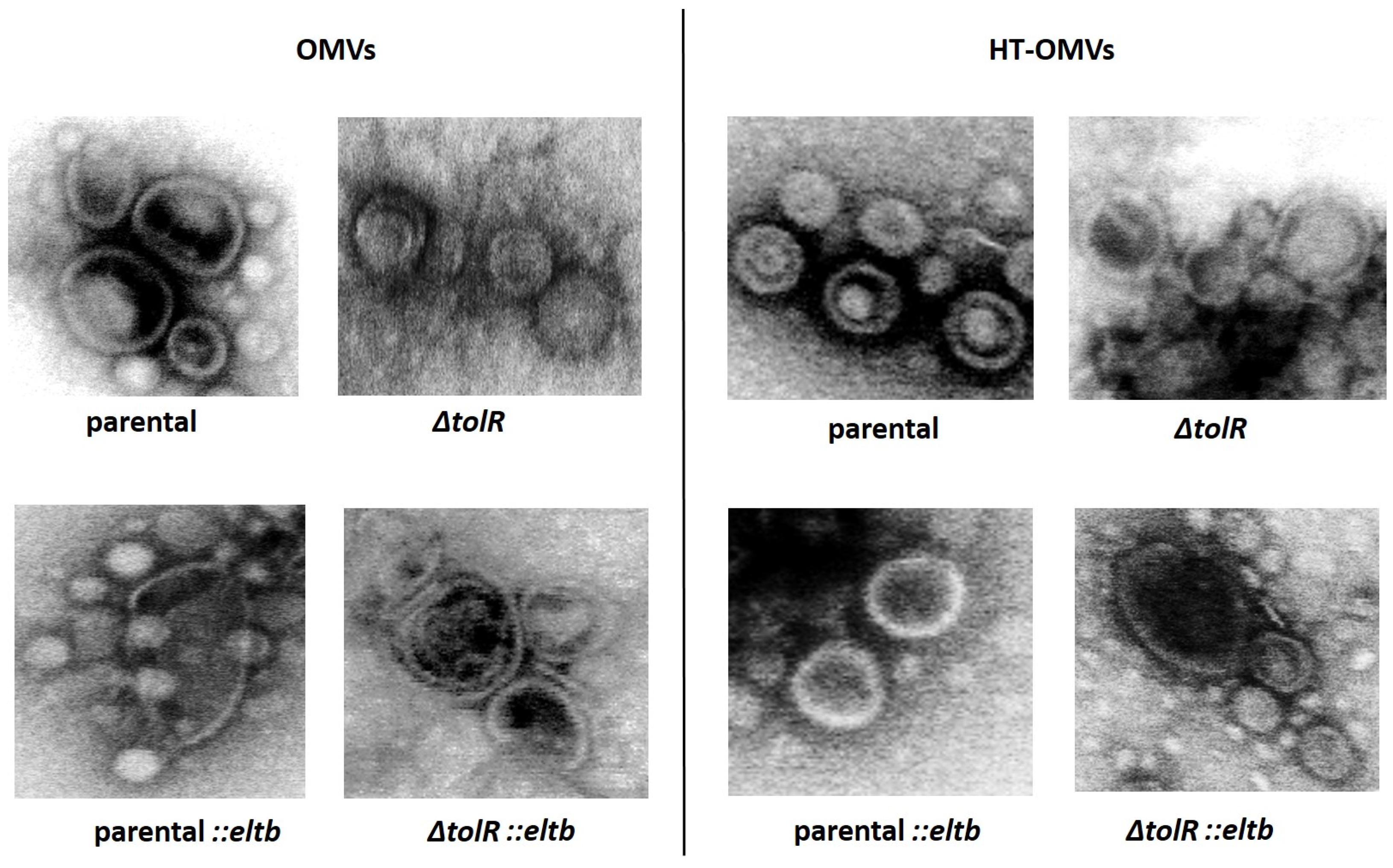 Ijms 25 12535 g002 Ijms 25 12535 g002