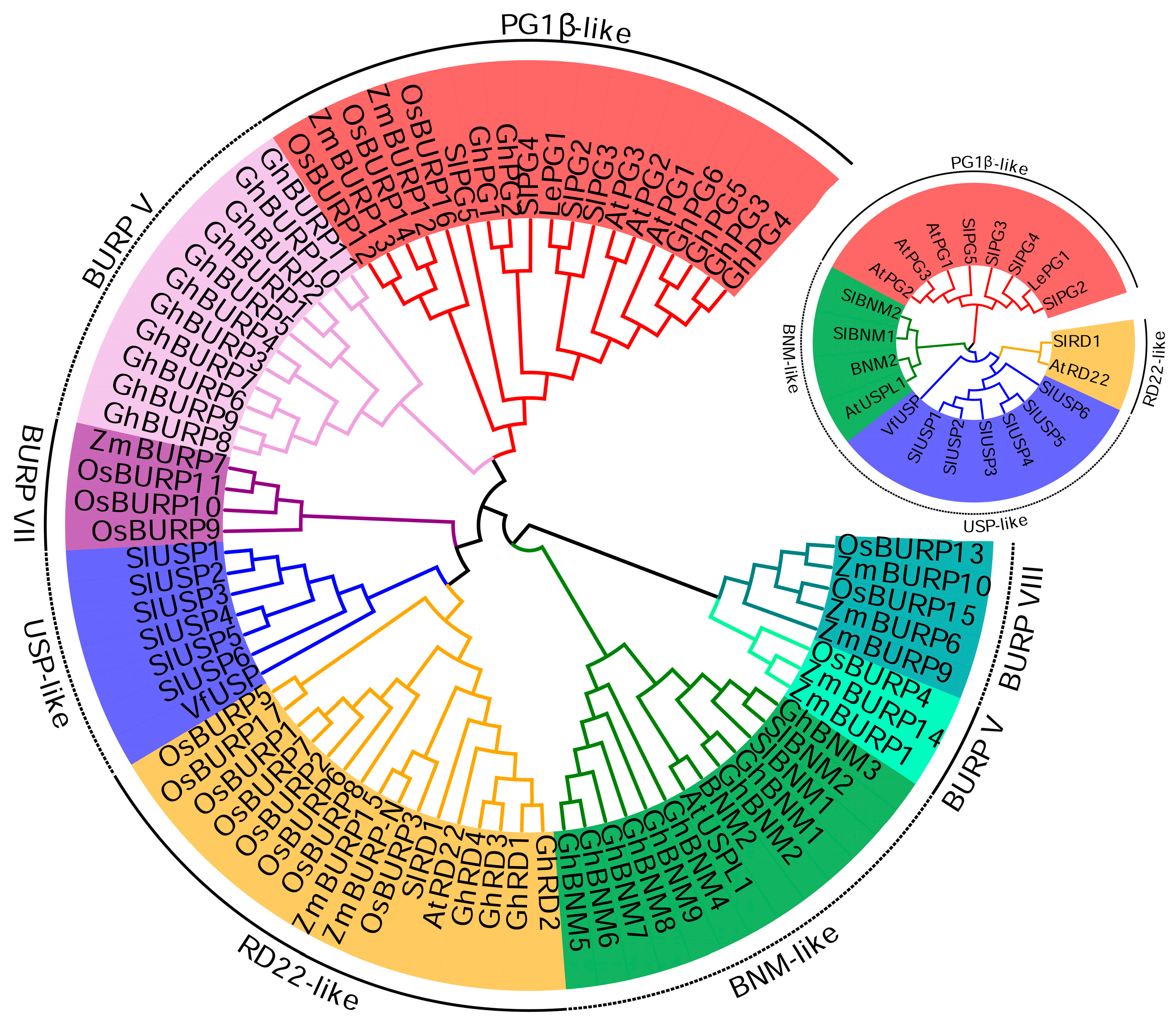 Genome-Wide Analysis of BURP Domain-Containing Gene Family