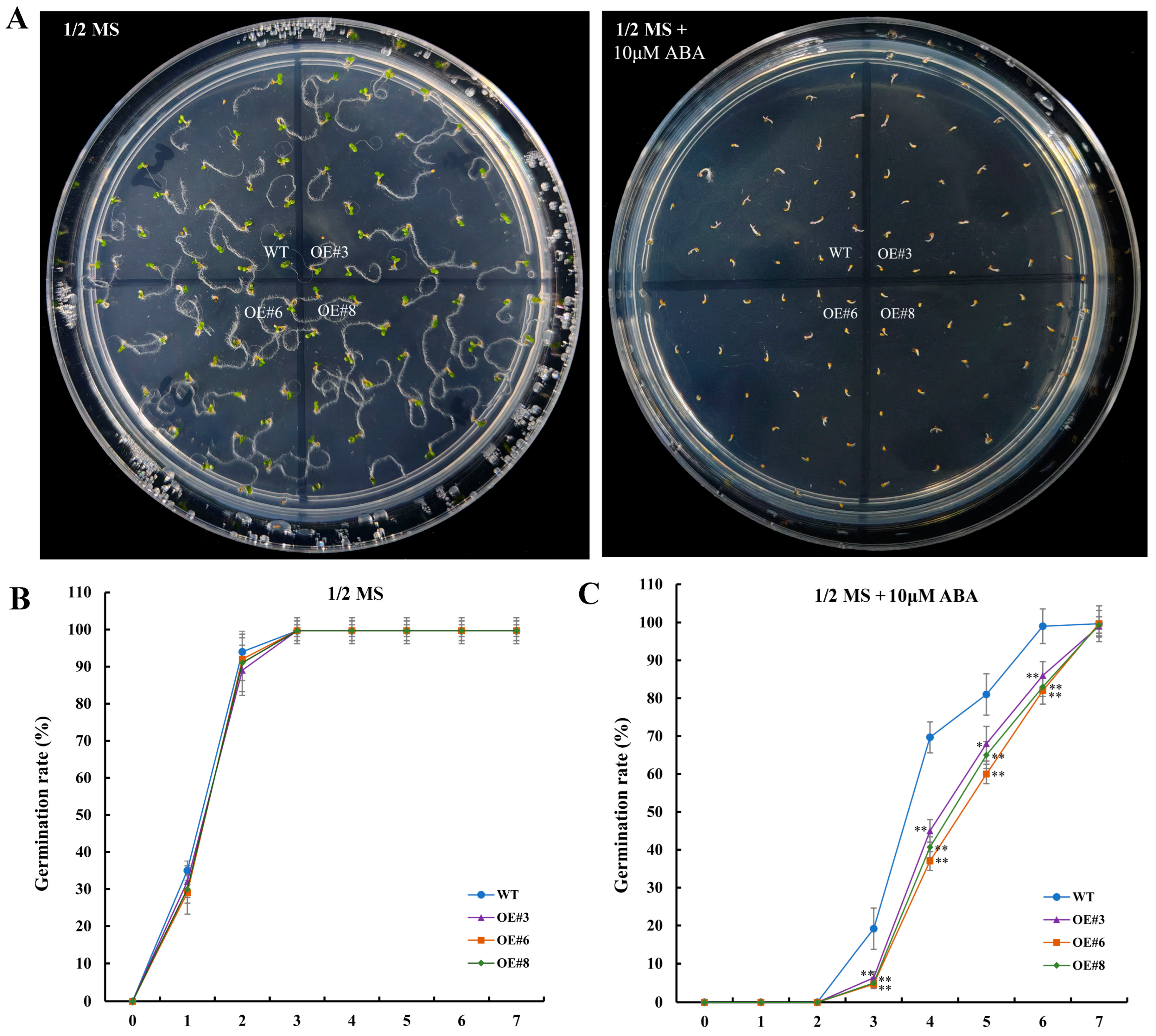 Ijms 25 12539 g009 Ijms 25 12539 g009