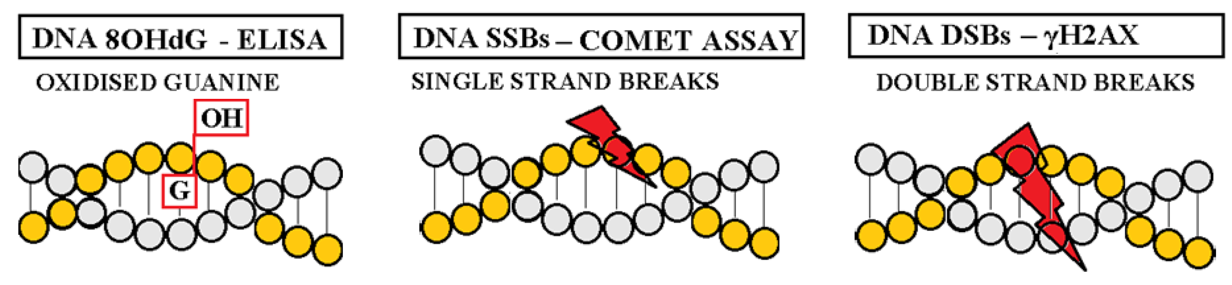 Ijms 25 12557 g001 Ijms 25 12557 g001