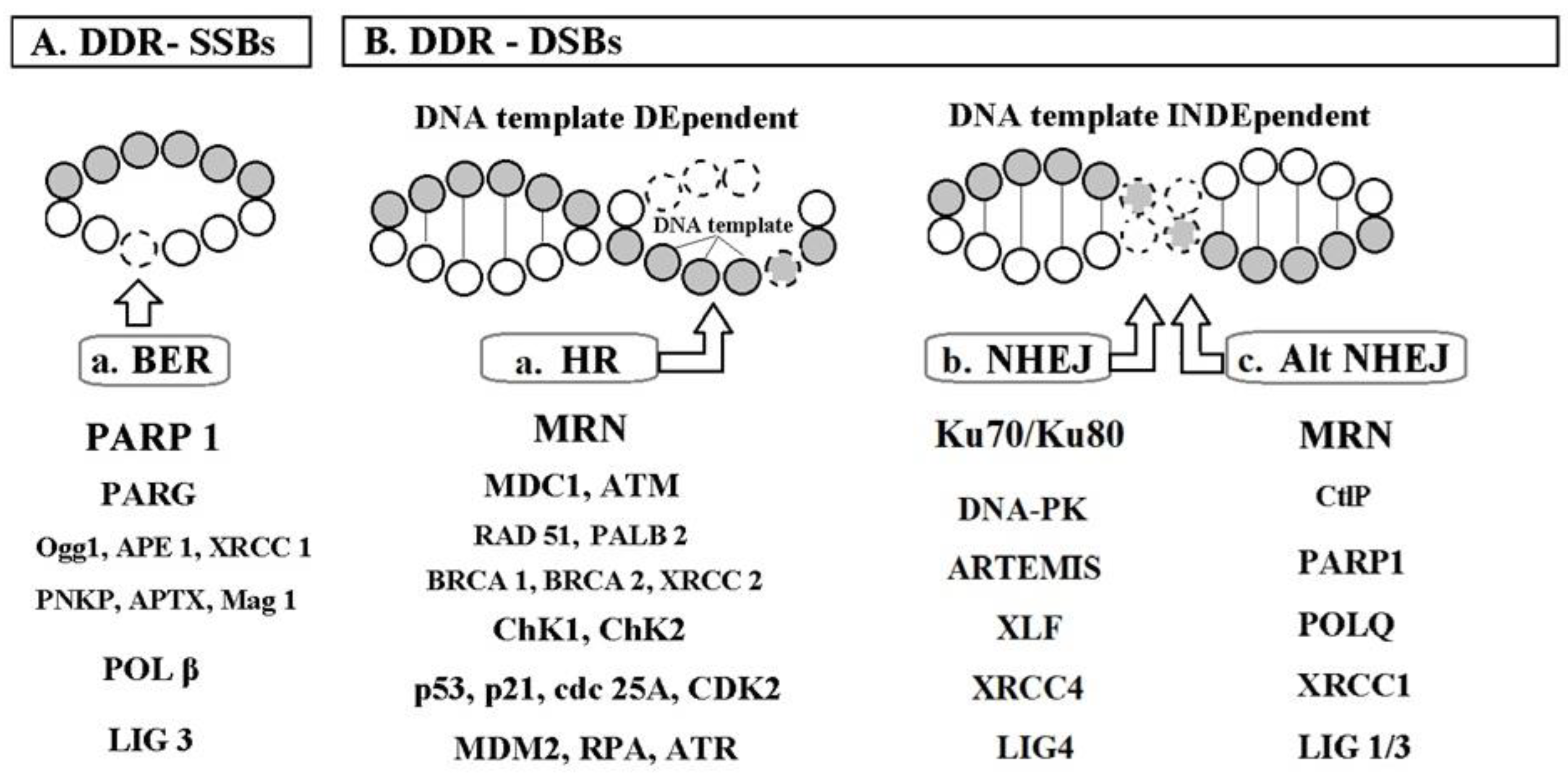 Ijms 25 12557 g002 Ijms 25 12557 g002