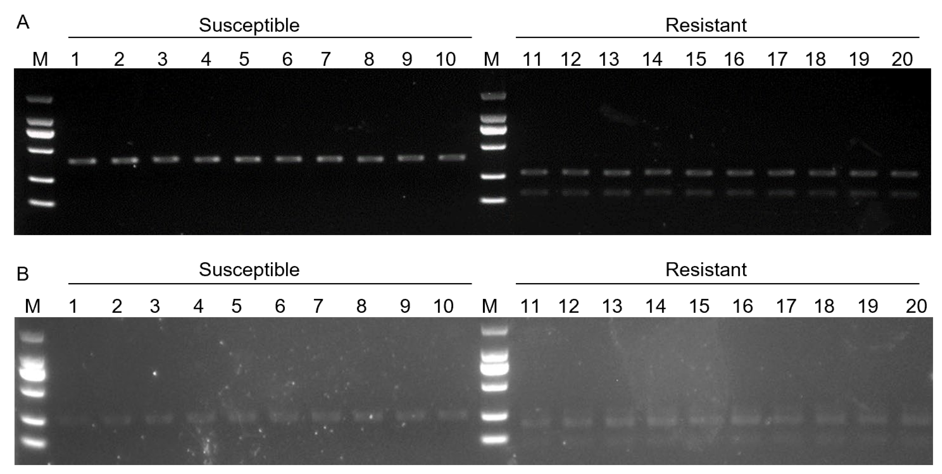 Ijms 25 12573 g006 Ijms 25 12573 g006