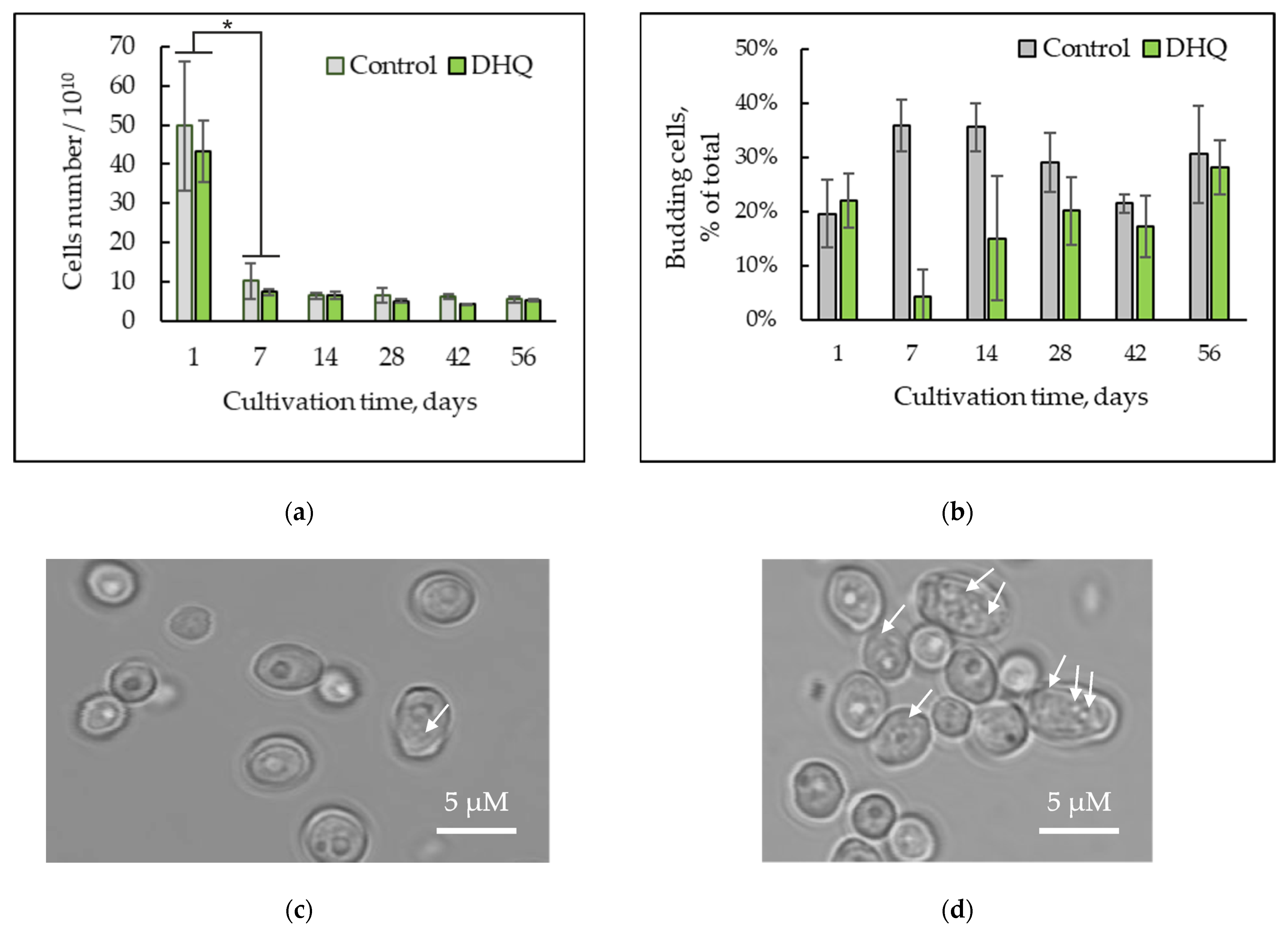 Ijms 25 12574 g001 Ijms 25 12574 g001