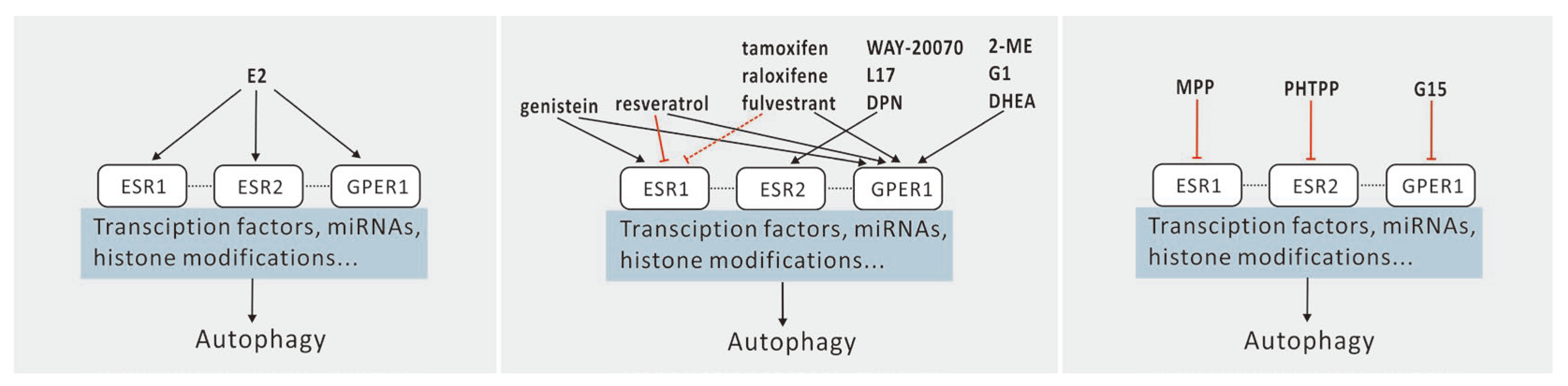 Ijms 25 12576 g001 Ijms 25 12576 g001