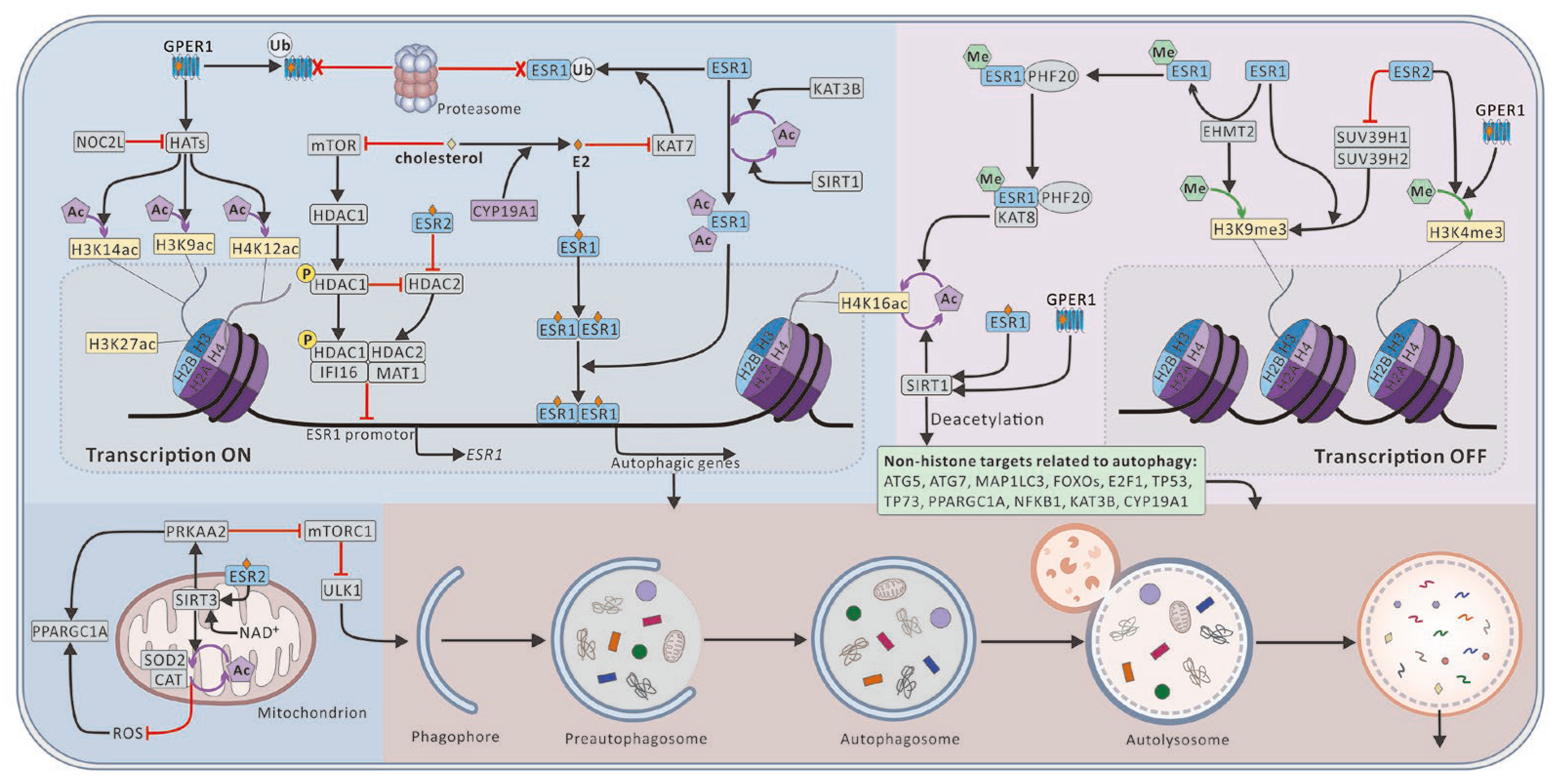 Ijms 25 12576 g004 Ijms 25 12576 g004
