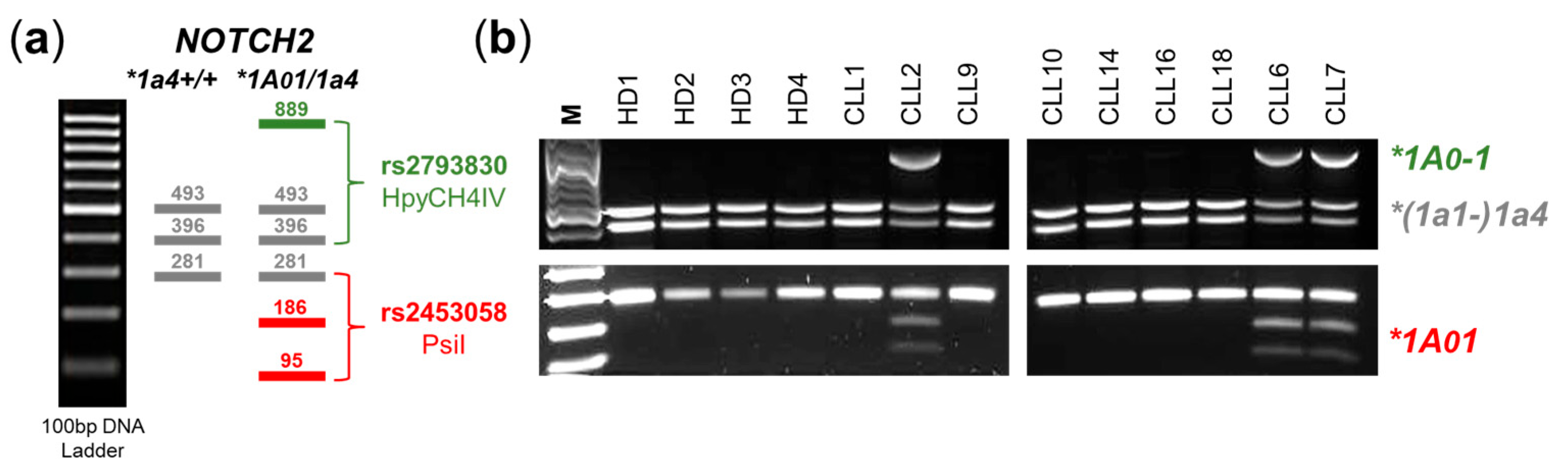 Ijms 25 12581 g006 Ijms 25 12581 g006