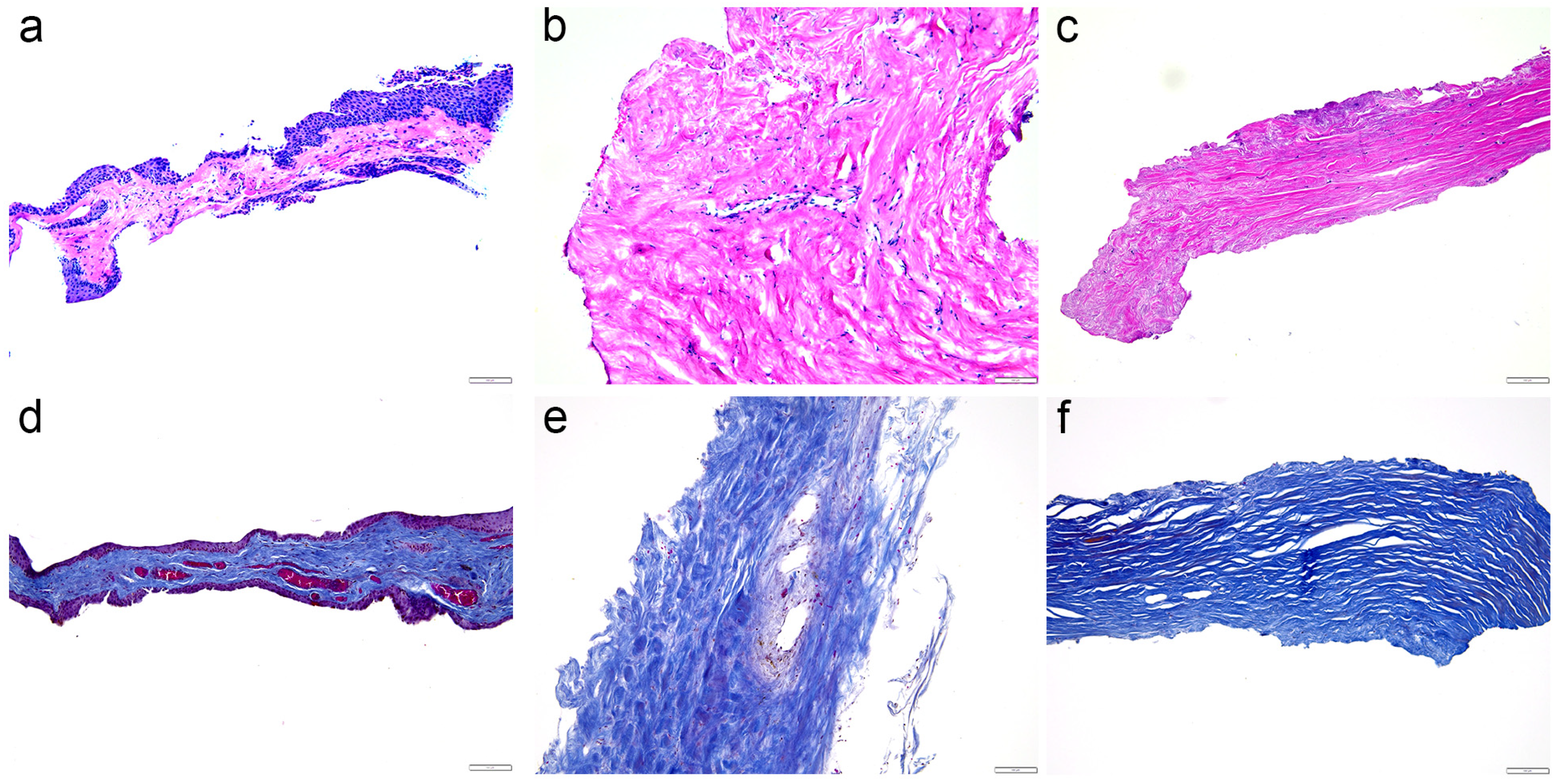 Ijms 25 12618 g001 Ijms 25 12618 g001