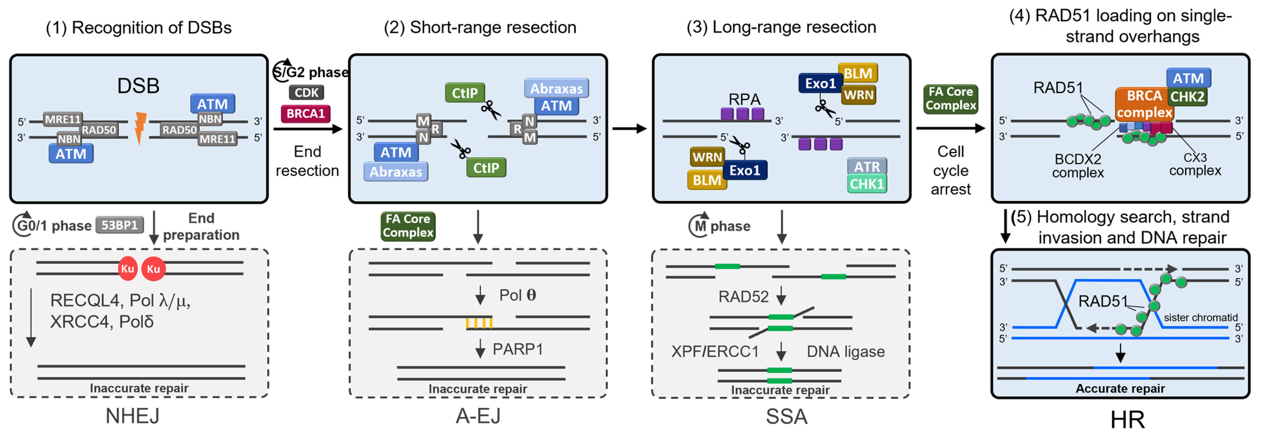 Ijms 25 12640 g006 Ijms 25 12640 g006