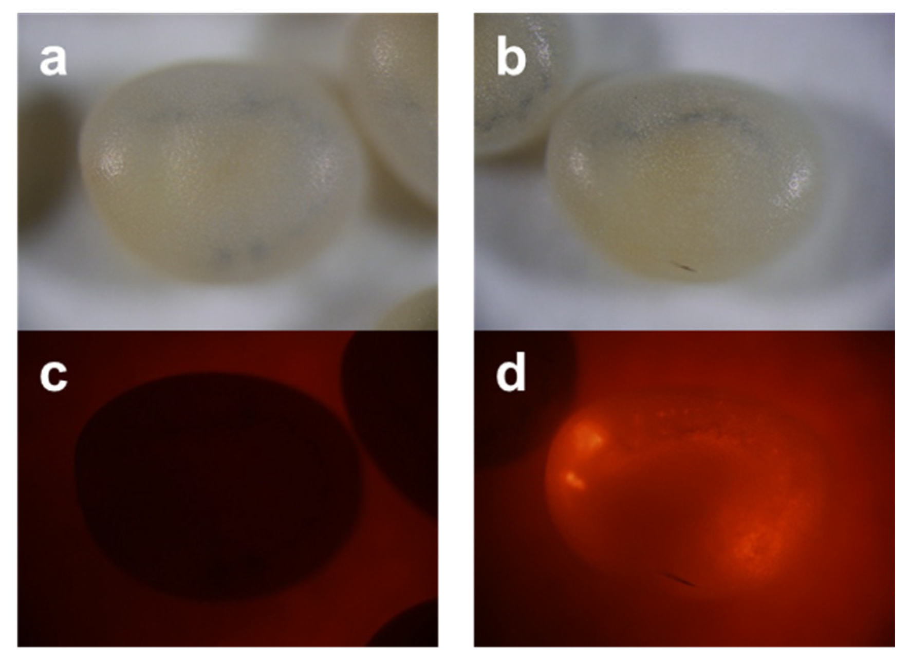 Ijms 25 12642 g001 Ijms 25 12642 g001