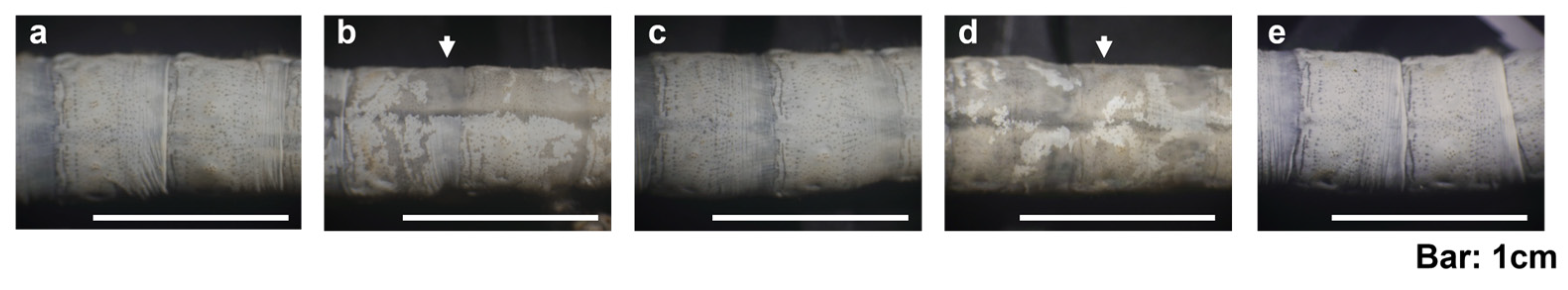 Ijms 25 12642 g004 Ijms 25 12642 g004