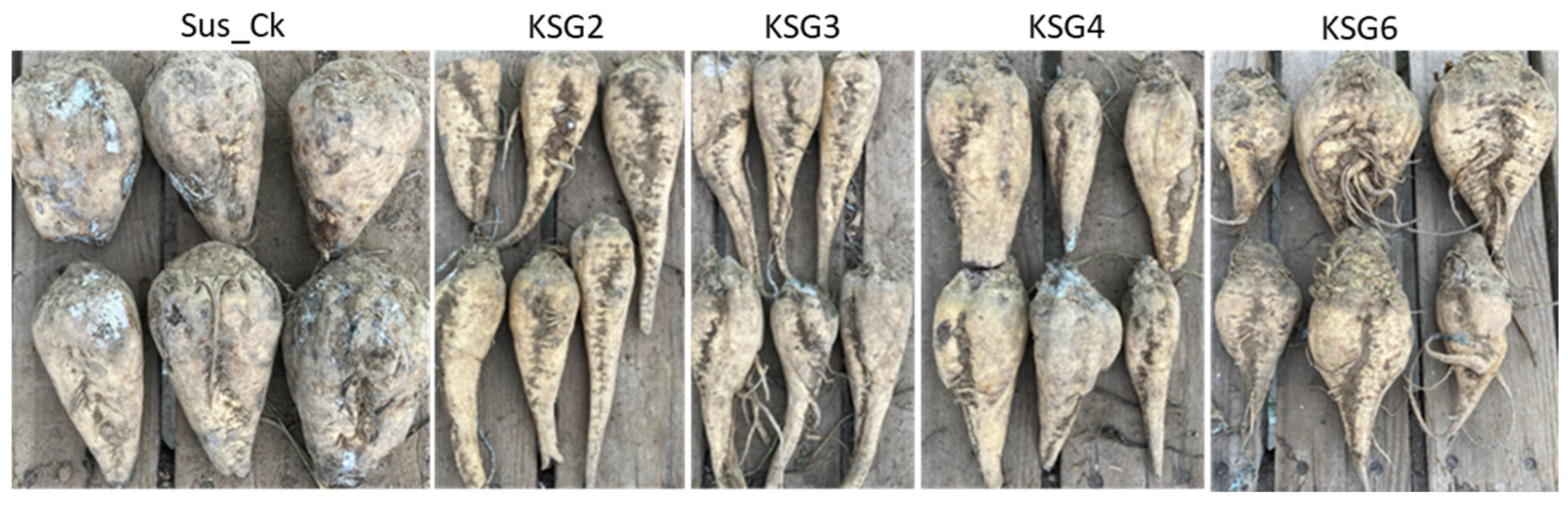 Ijms 25 12681 g010 Ijms 25 12681 g010