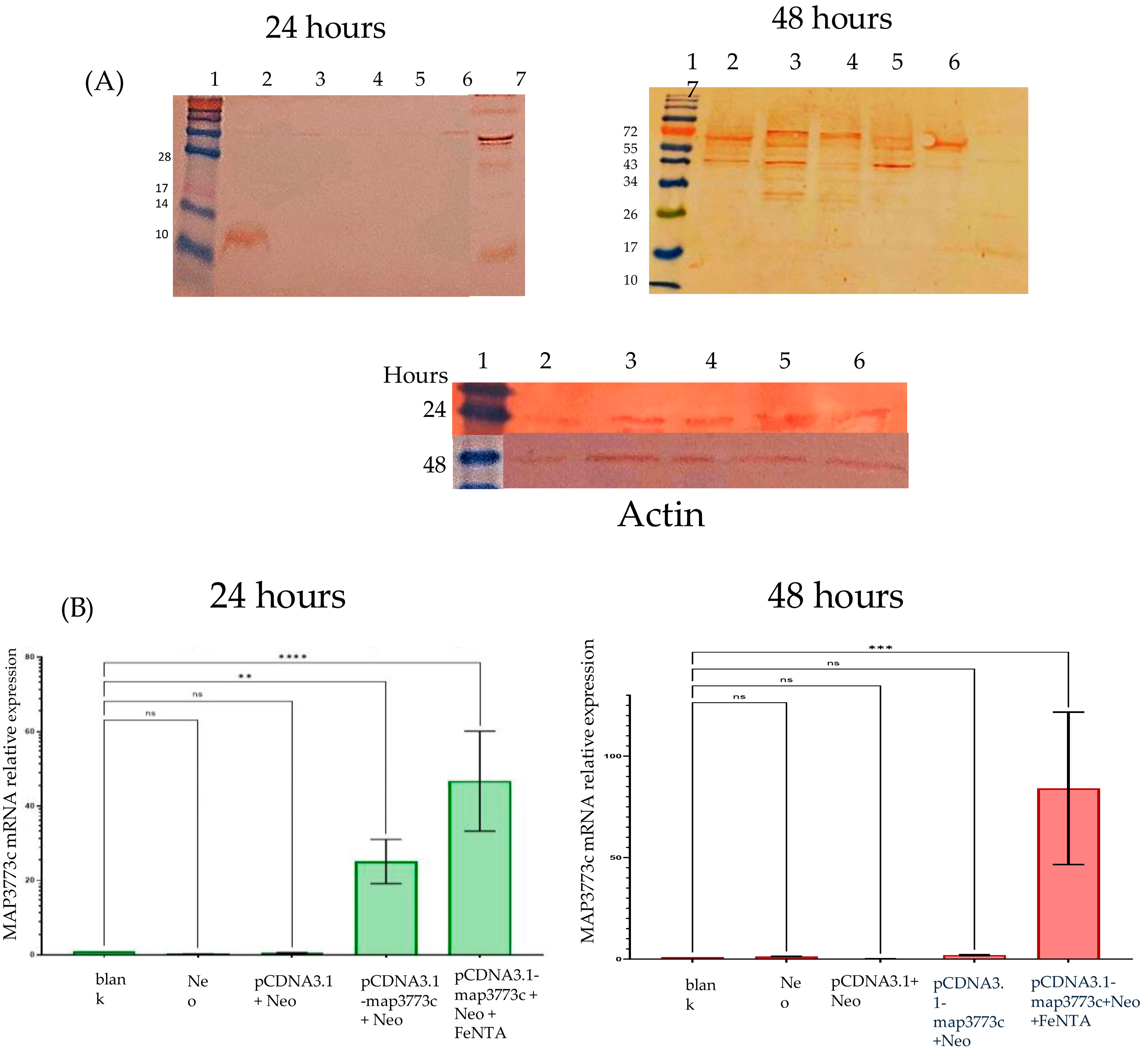 Ijms 25 12687 g004 Ijms 25 12687 g004
