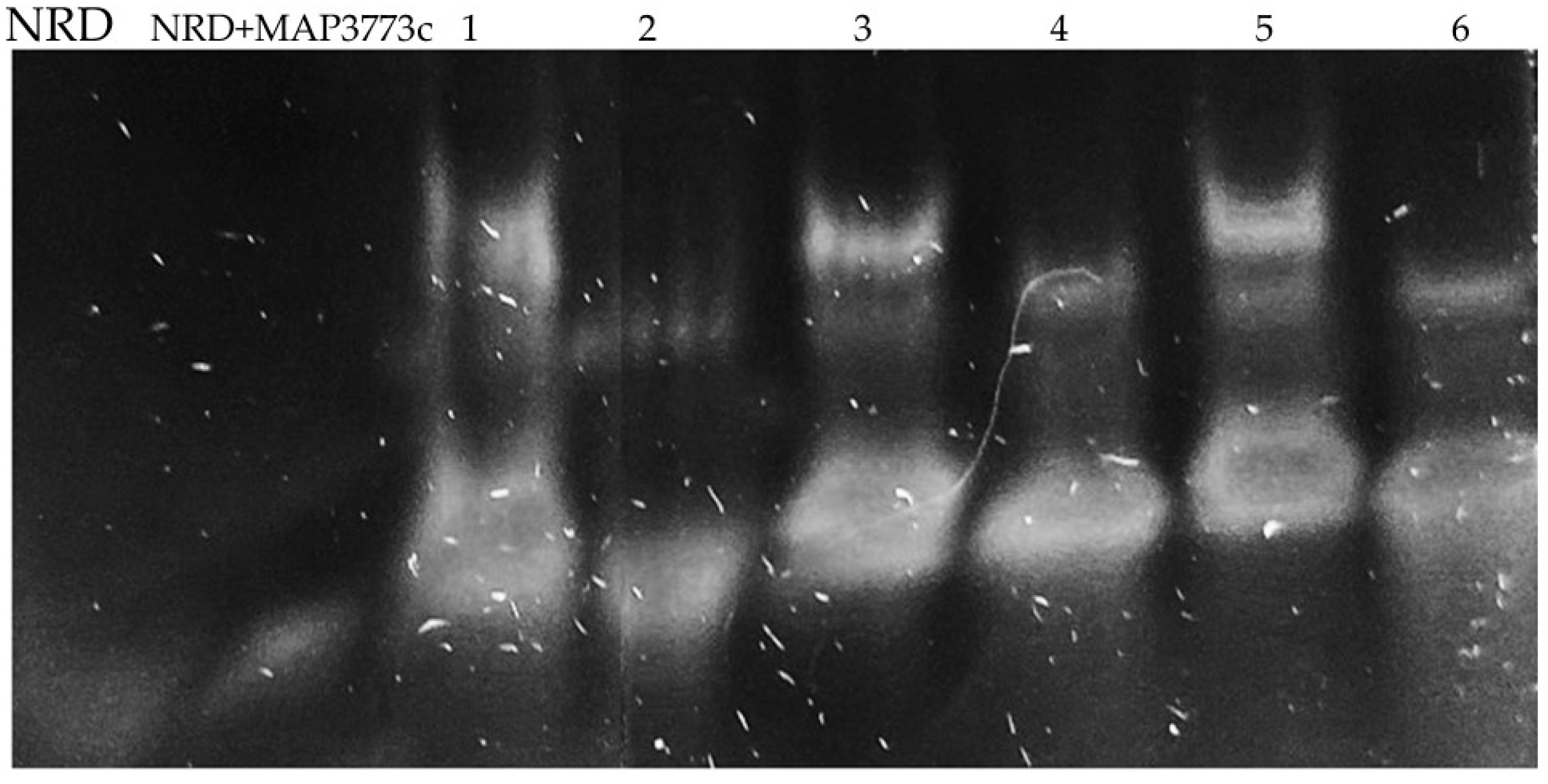 Ijms 25 12687 g005 Ijms 25 12687 g005