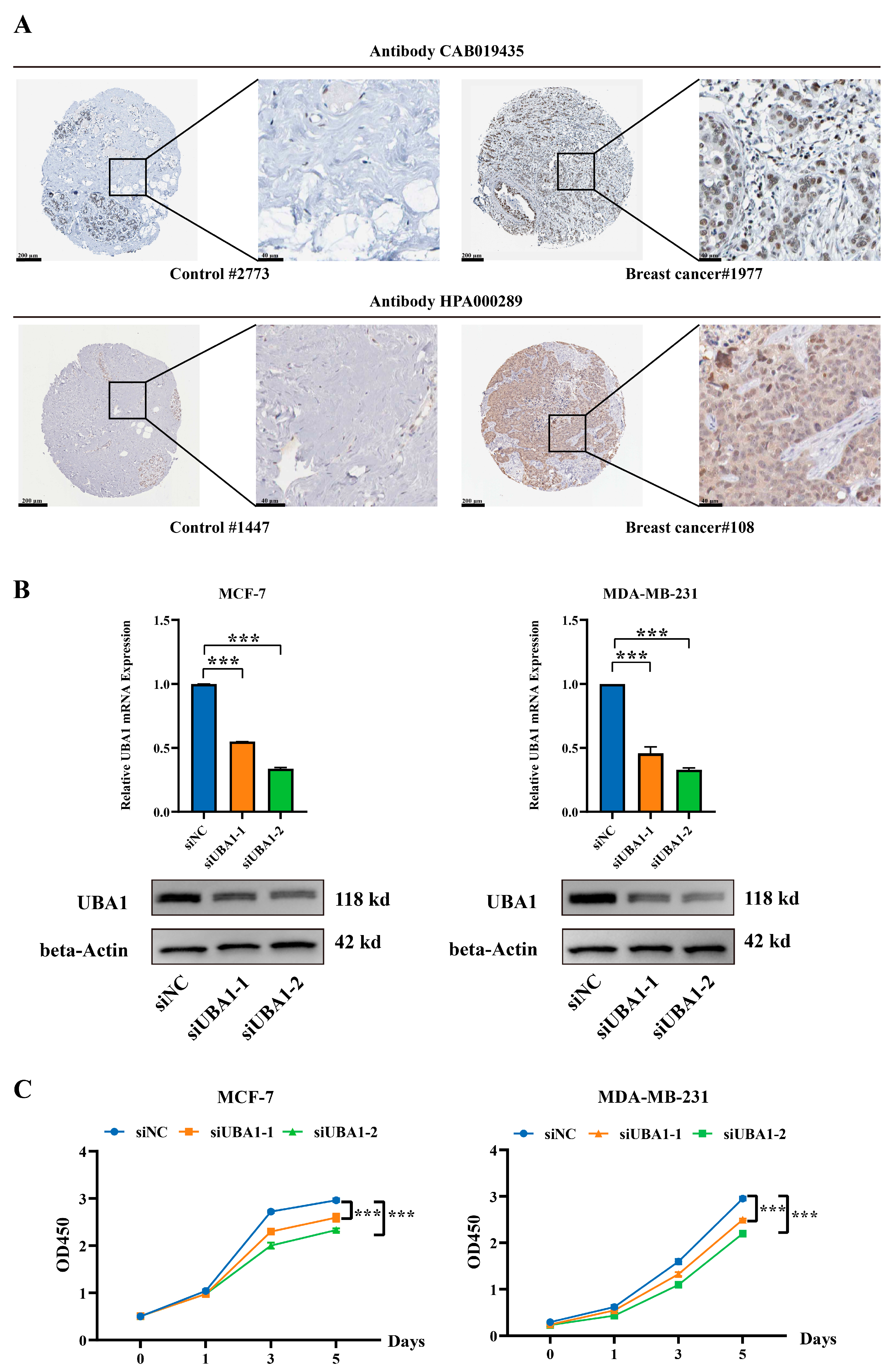 Ijms 25 12696 g007 Ijms 25 12696 g007