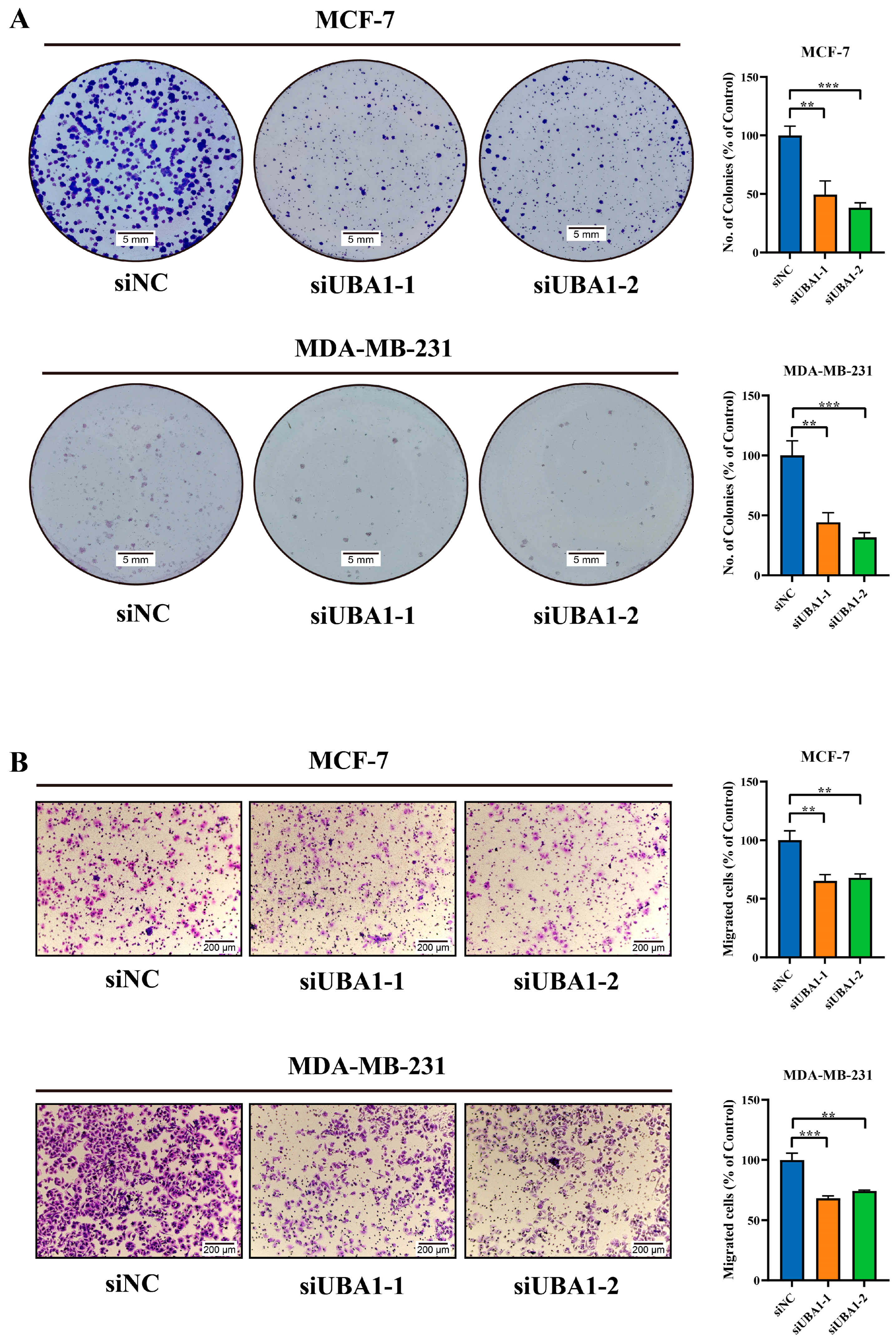 Ijms 25 12696 g008 Ijms 25 12696 g008