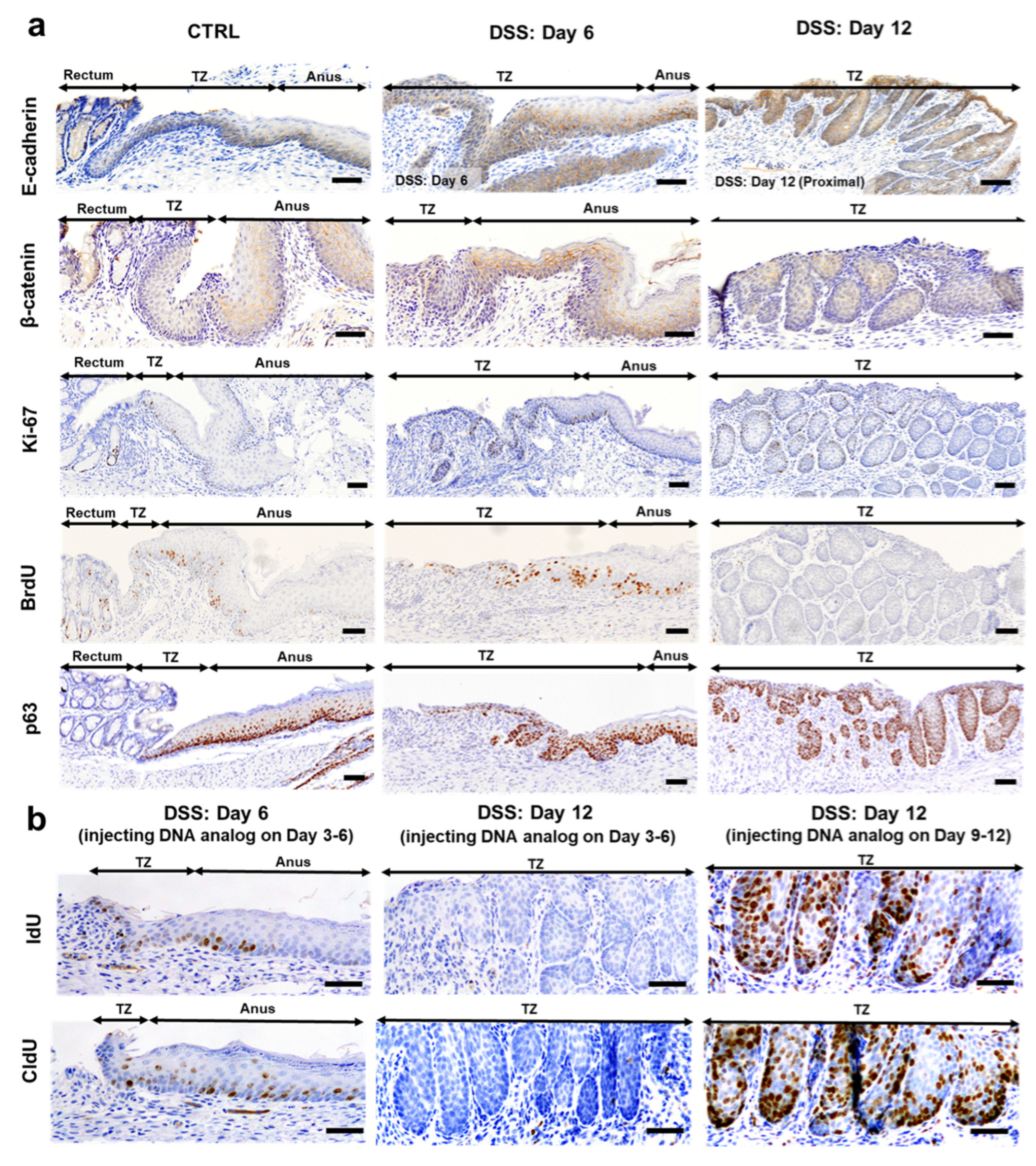 Ijms 25 12706 g002 Ijms 25 12706 g002