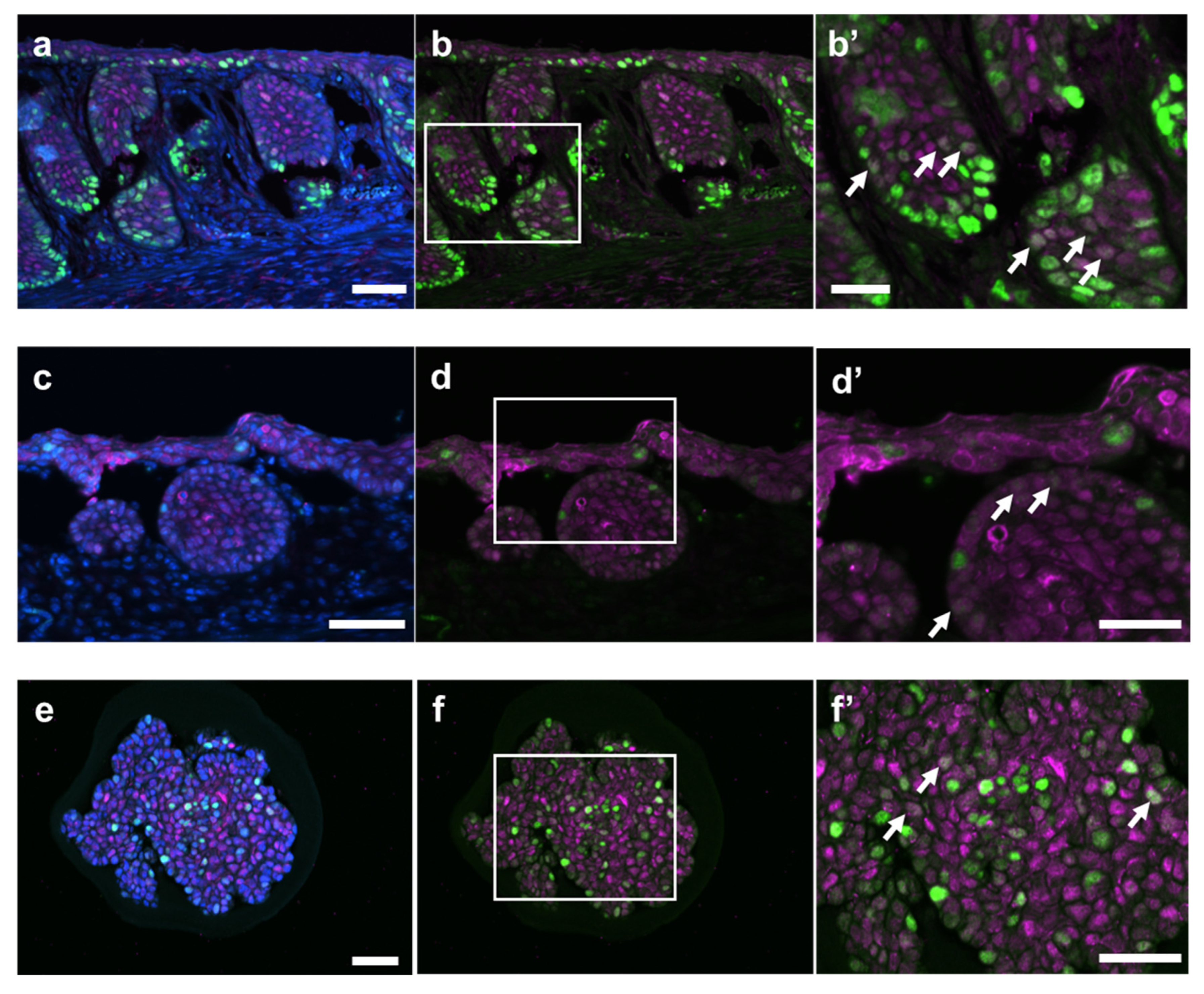 Ijms 25 12706 g006 Ijms 25 12706 g006