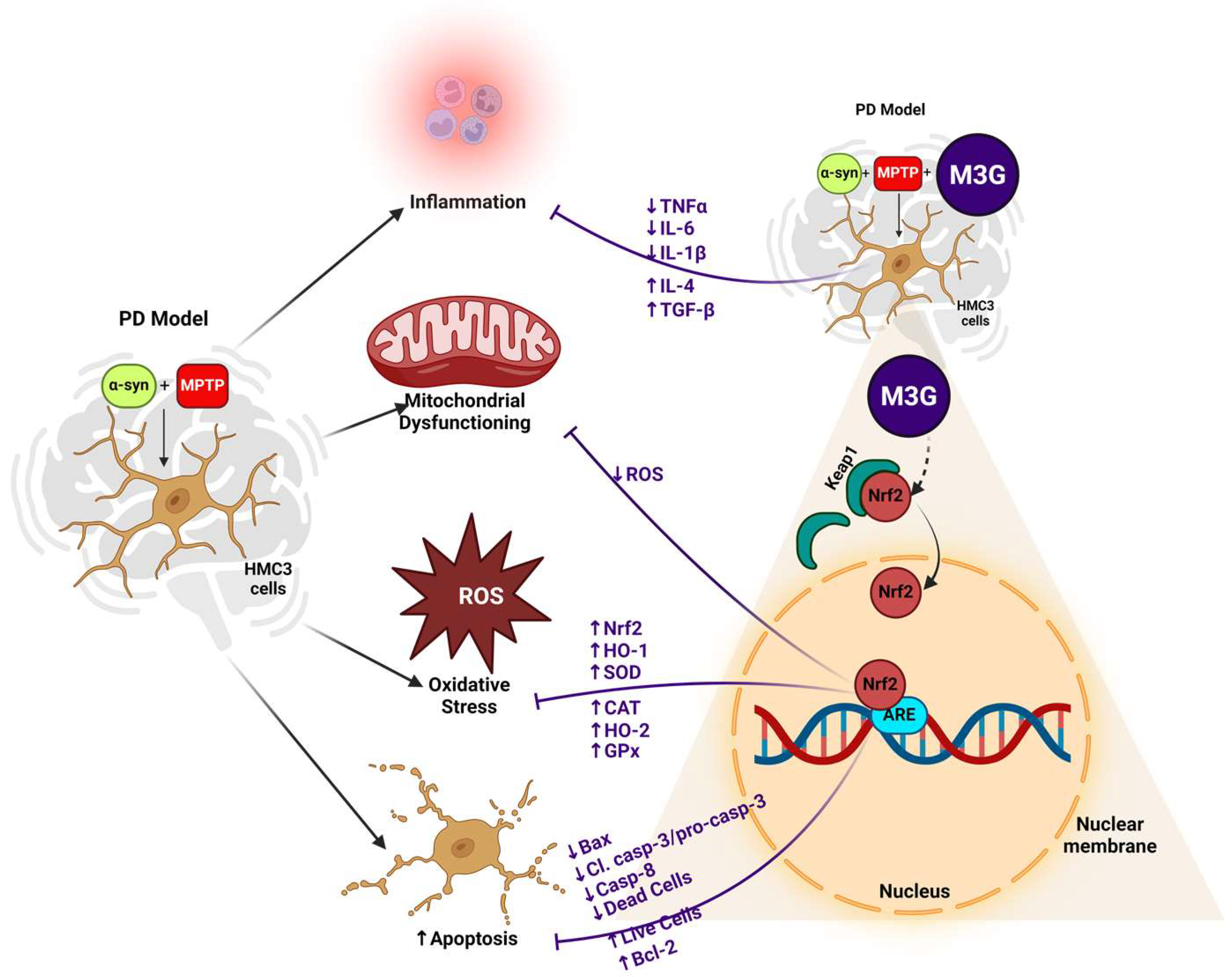 Ijms 25 12733 sch001 Ijms 25 12733 sch001