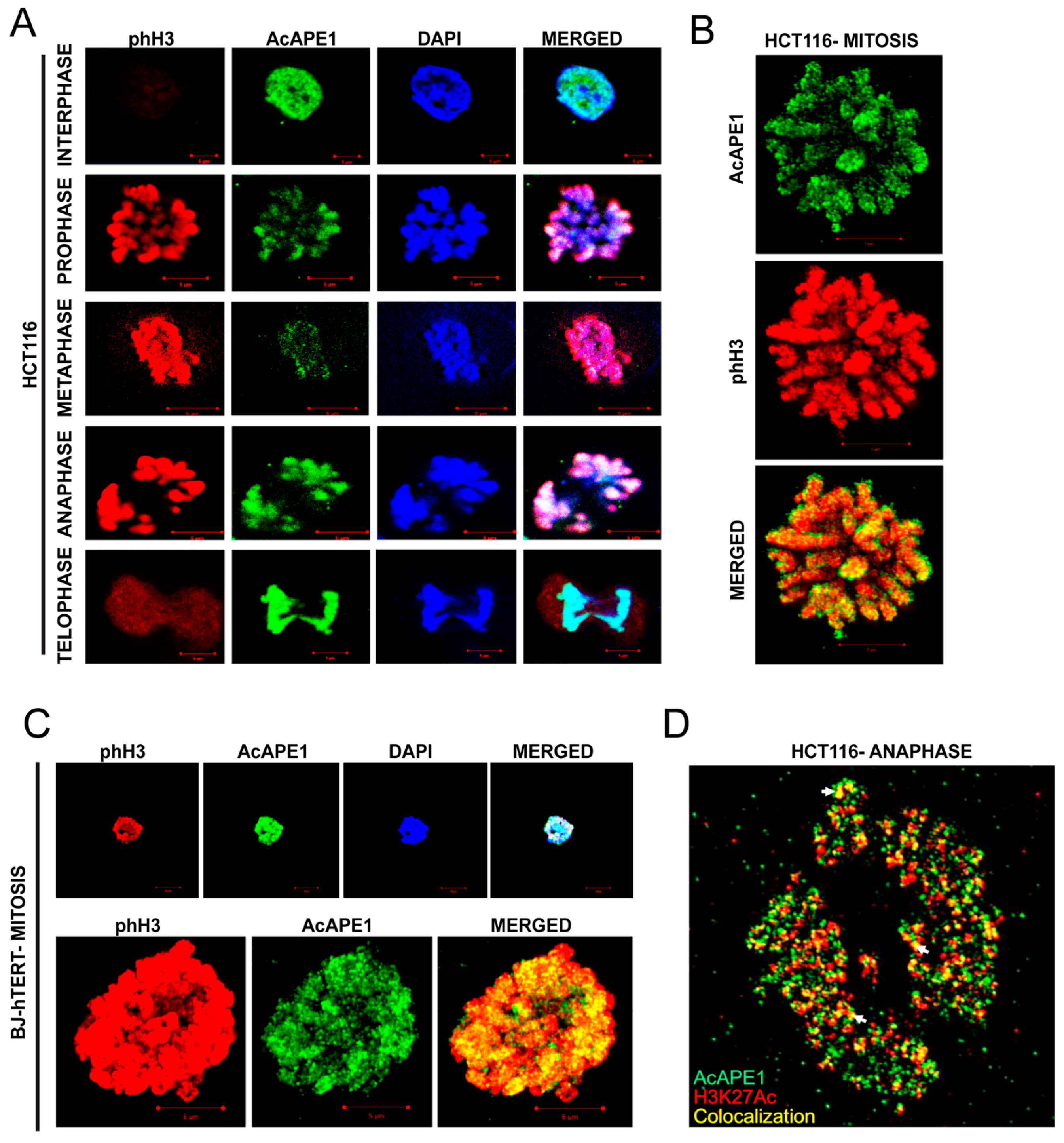 Ijms 25 12735 g001 Ijms 25 12735 g001