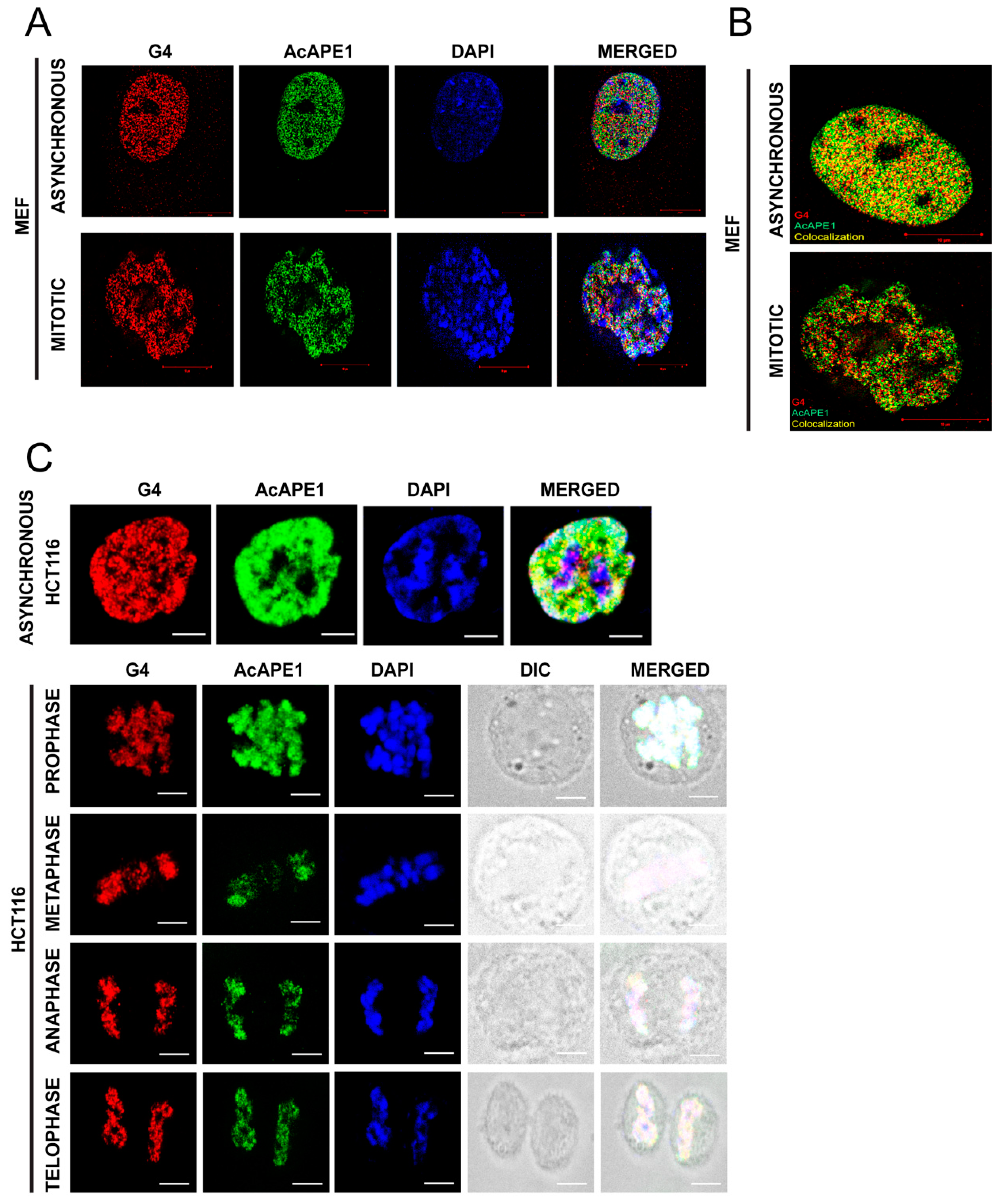 Ijms 25 12735 g002 Ijms 25 12735 g002
