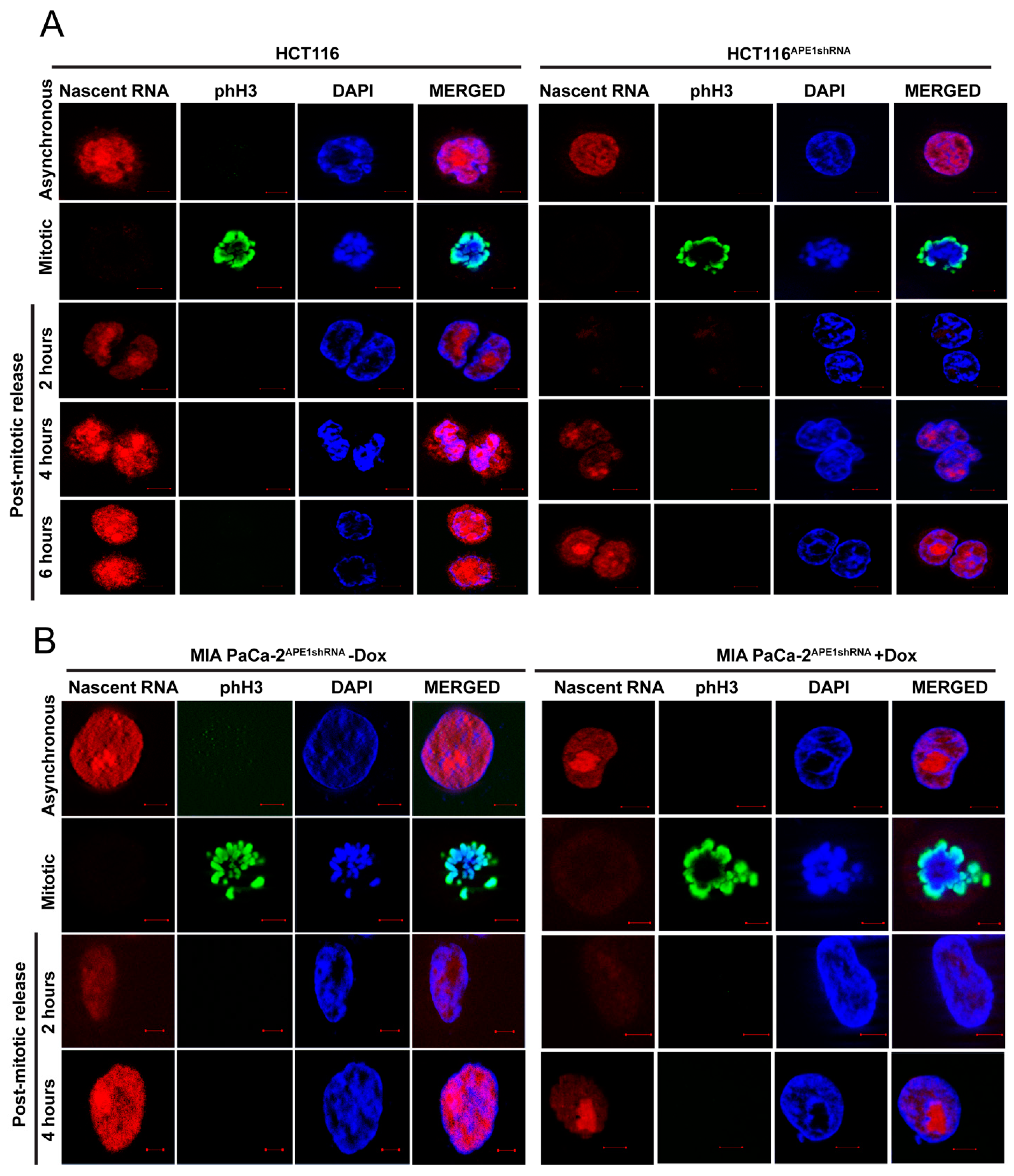 Ijms 25 12735 g005 Ijms 25 12735 g005