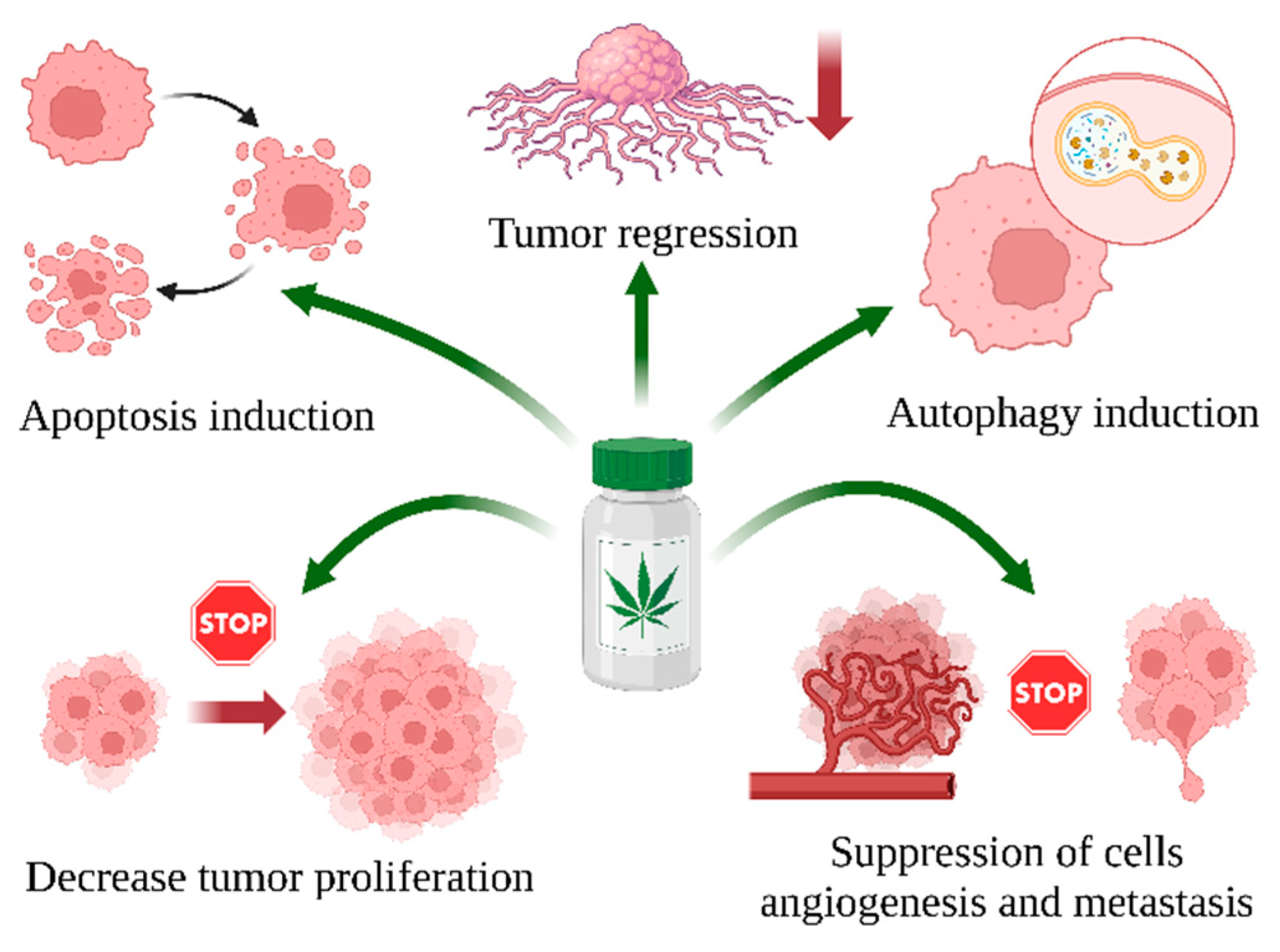 Ijms 25 12738 g003 Ijms 25 12738 g003