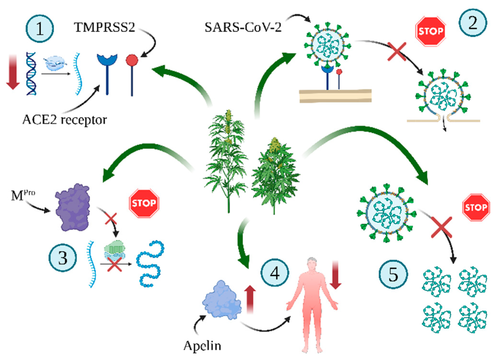 Ijms 25 12738 g004 Ijms 25 12738 g004