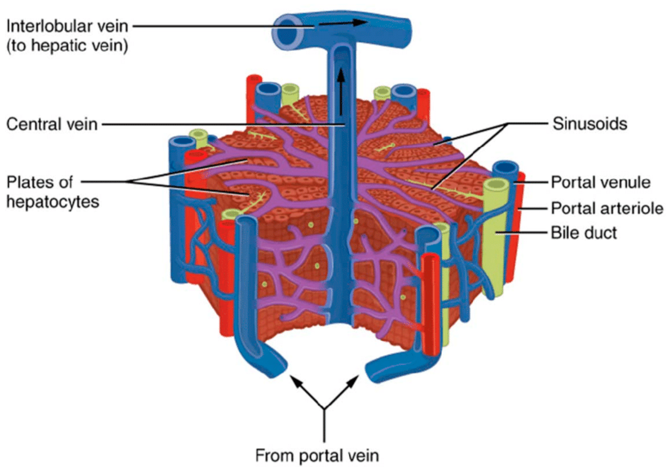 Ijms 25 12740 g004 Ijms 25 12740 g004