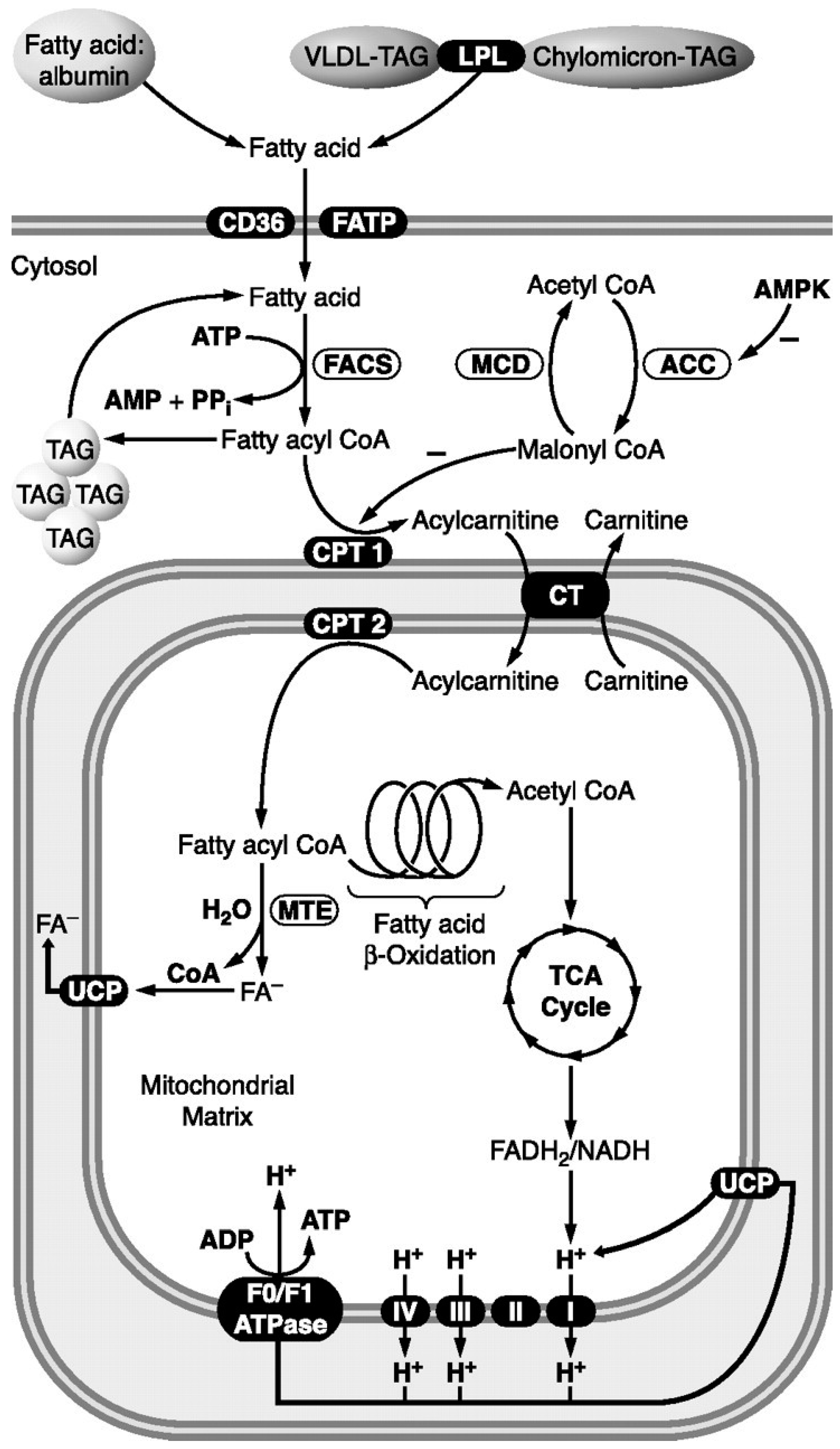 Ijms 25 12740 g005 Ijms 25 12740 g005
