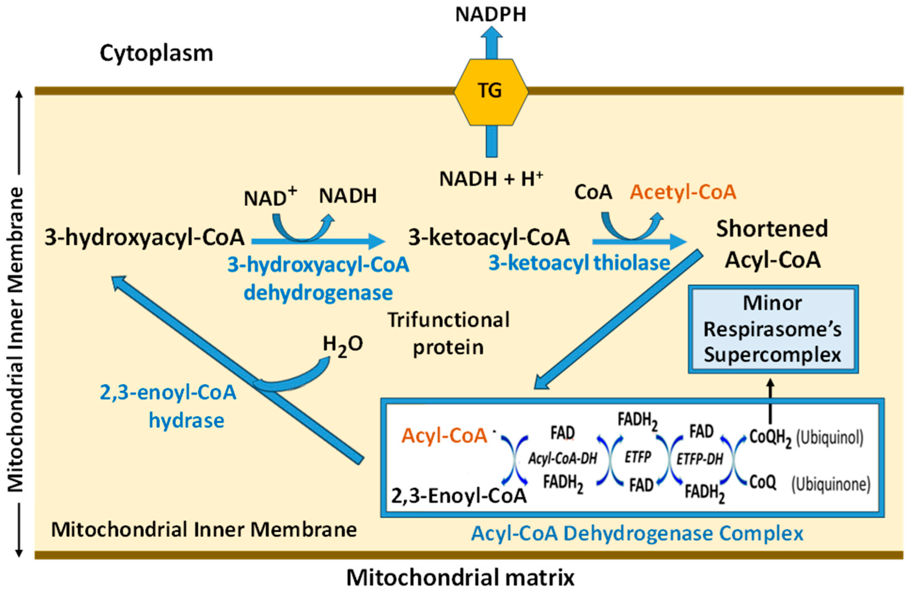 Ijms 25 12740 g007 Ijms 25 12740 g007