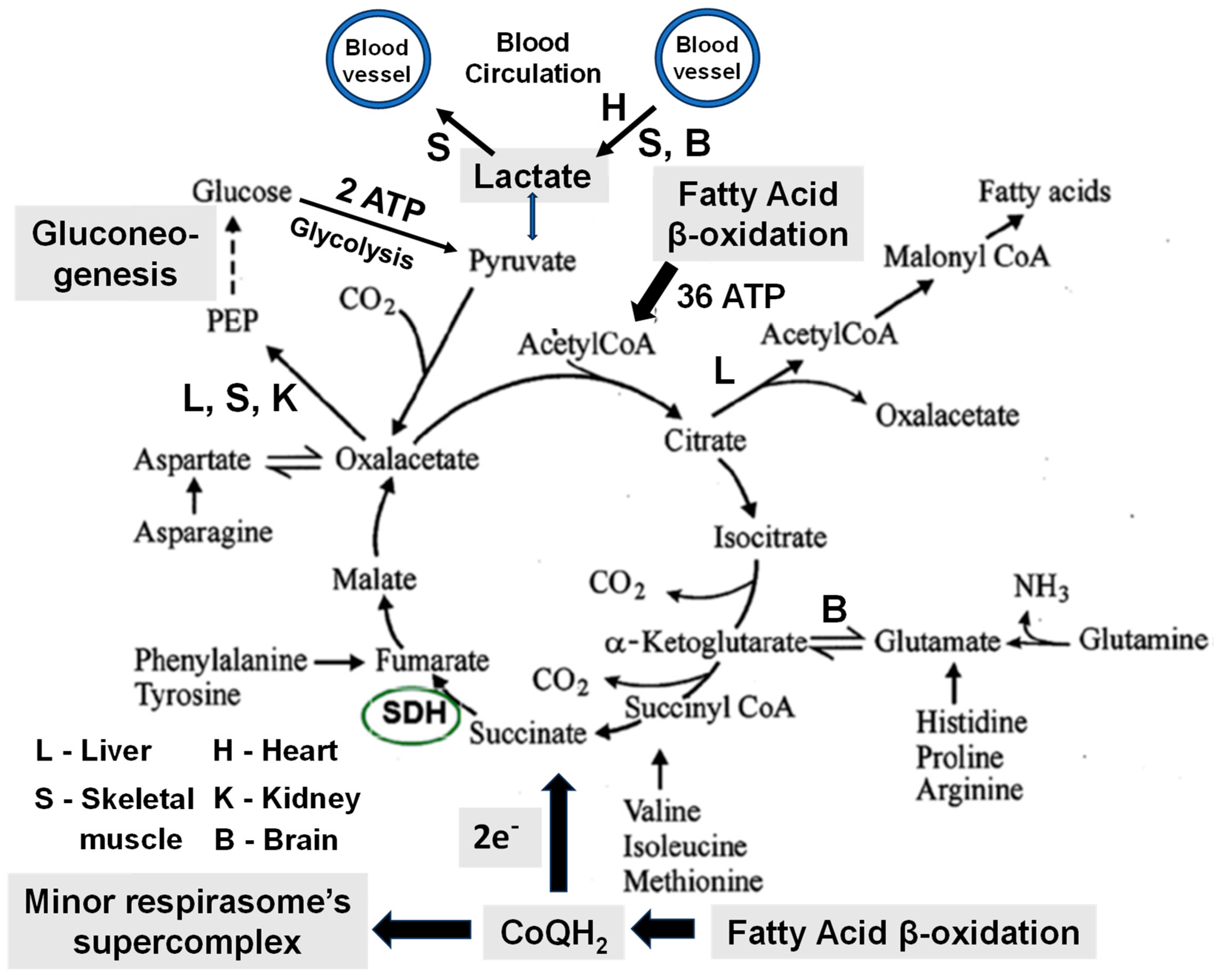Ijms 25 12740 g010 Ijms 25 12740 g010