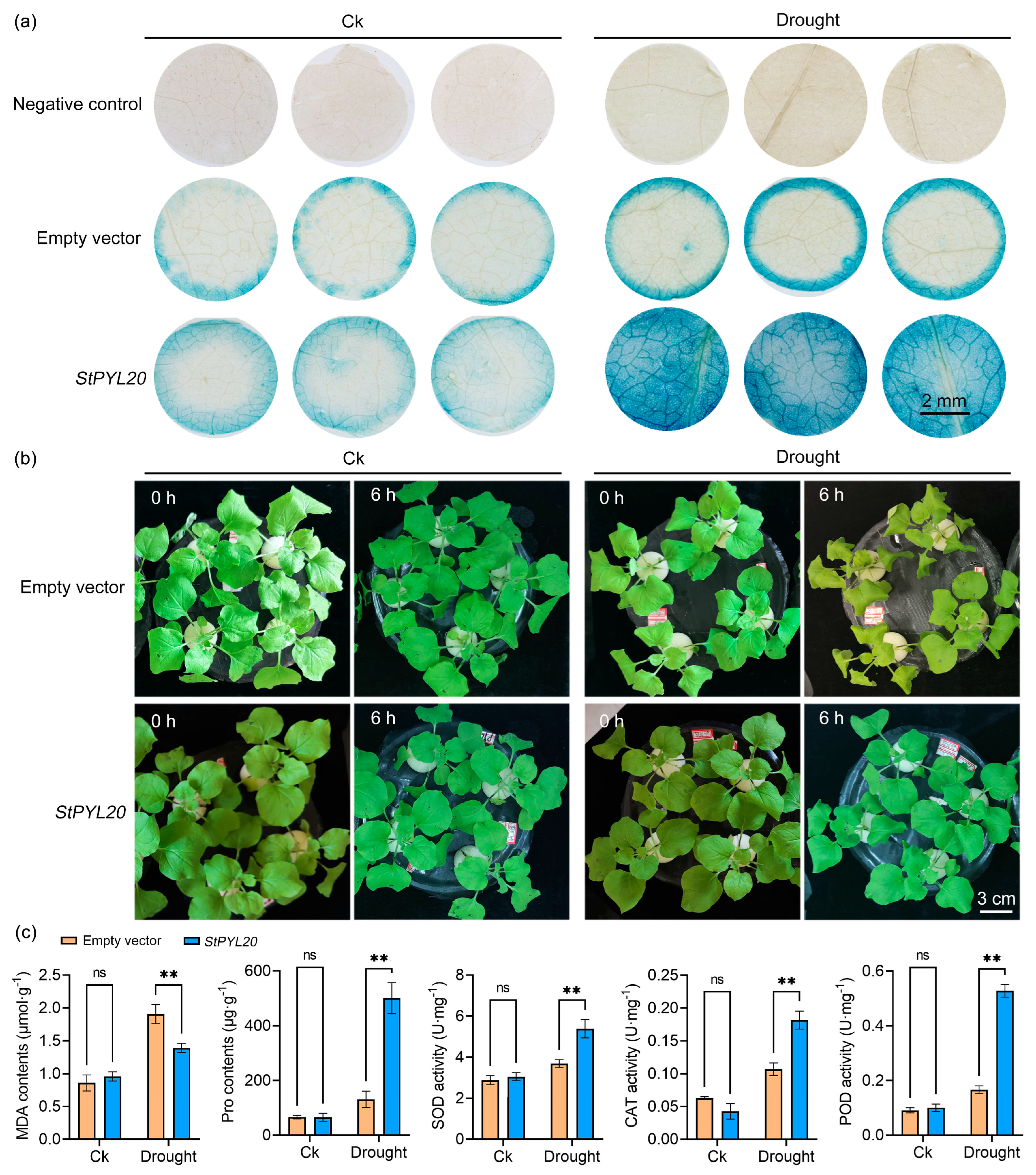 Ijms 25 12748 g003 Ijms 25 12748 g003