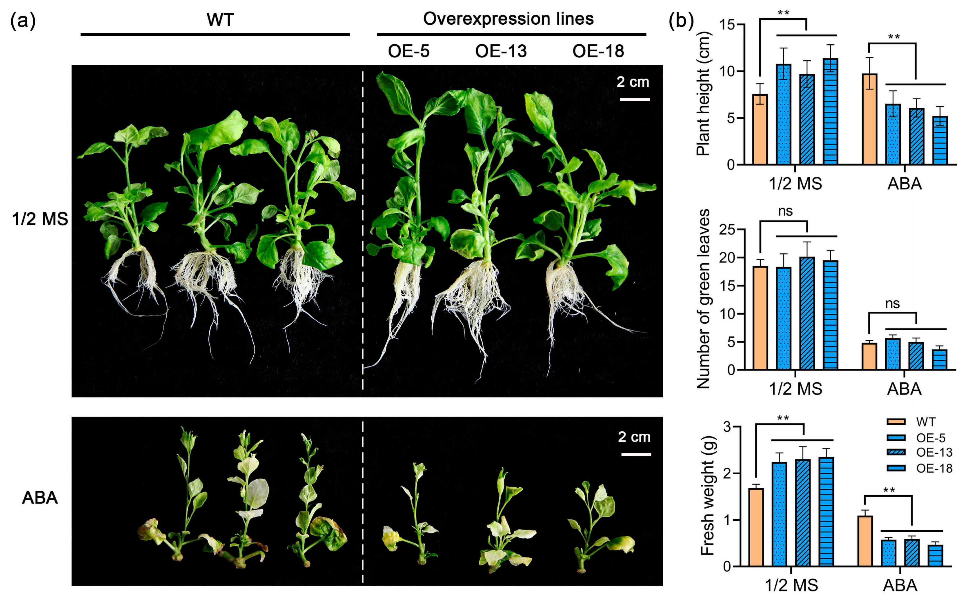 Ijms 25 12748 g006 Ijms 25 12748 g006