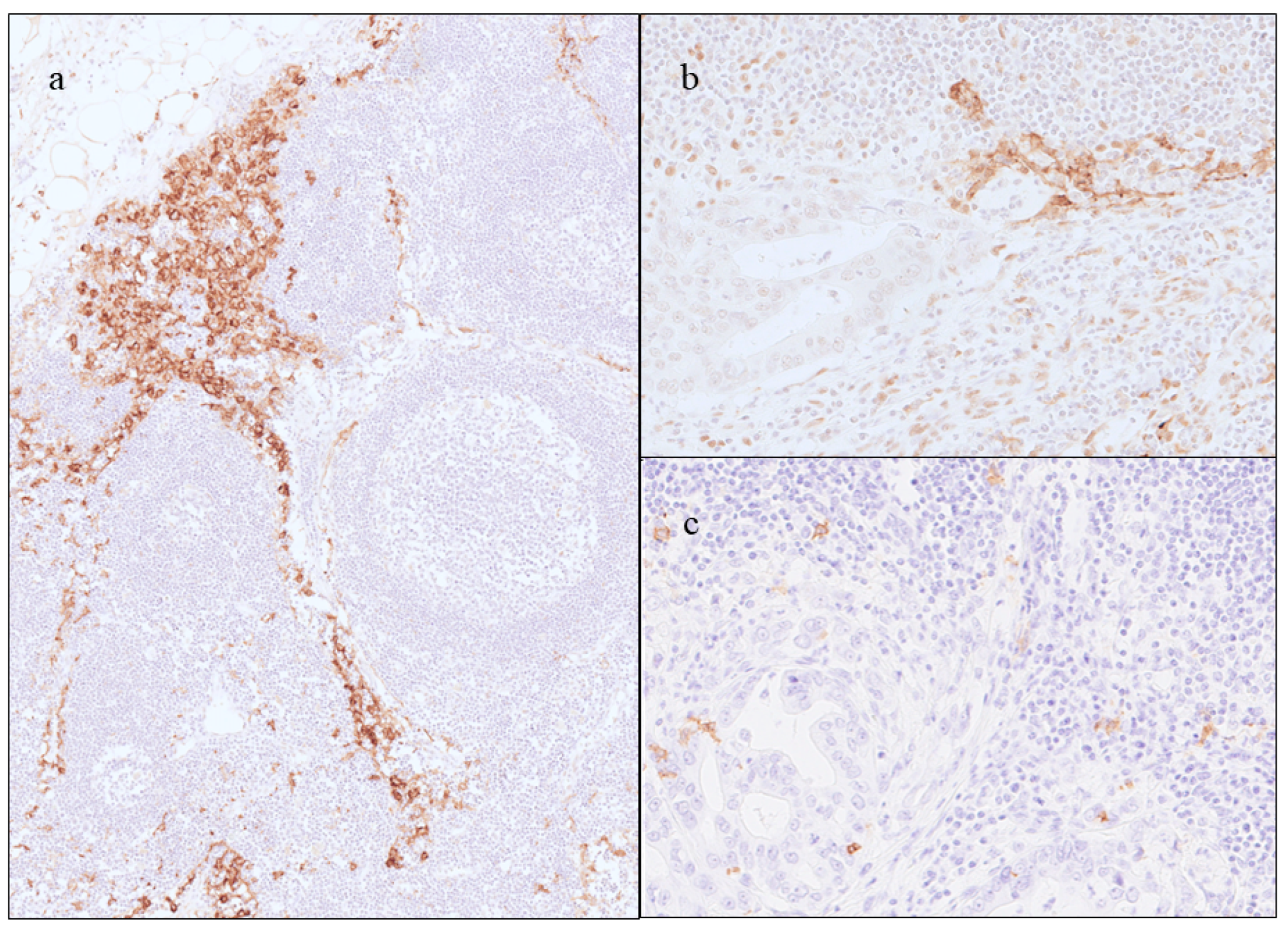 Ijms 25 12763 g002 Ijms 25 12763 g002